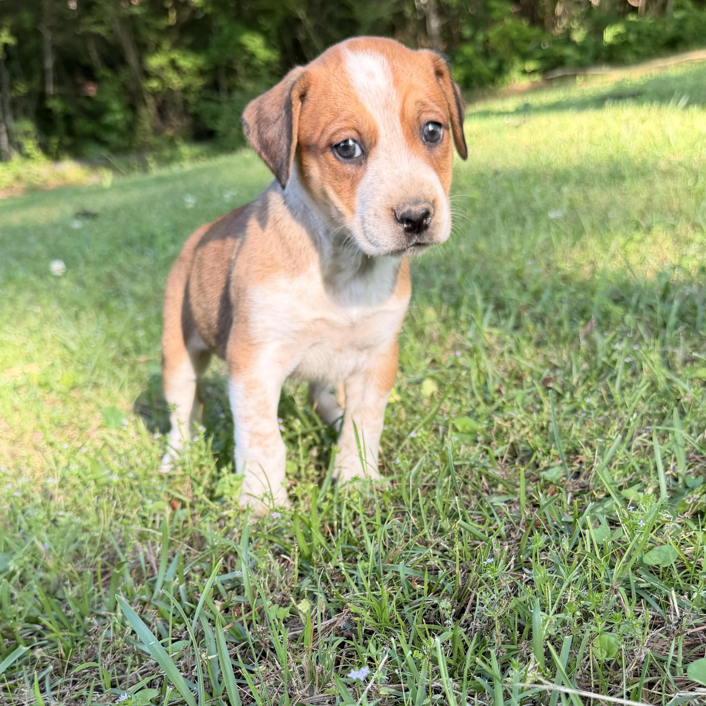 Enlarge Hazel, a Adopted mixed breed in Hartford, CT image 3/4