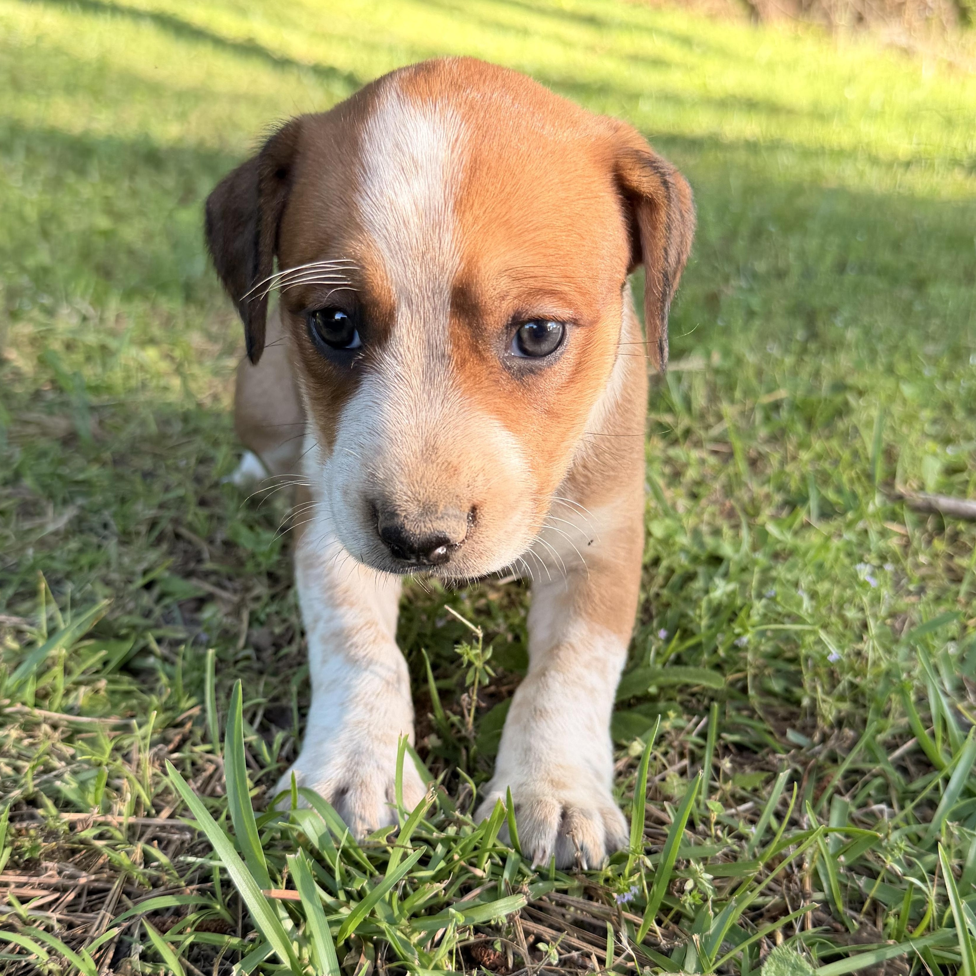 Enlarge Hazel, a Adopted mixed breed in Hartford, CT image 4/4