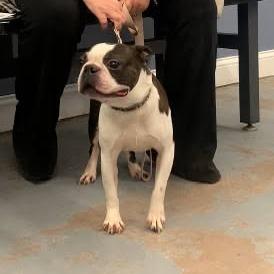 Enlarge Buster, a Adoptable Boston Terrier in Minneapolis, MN image 1/1