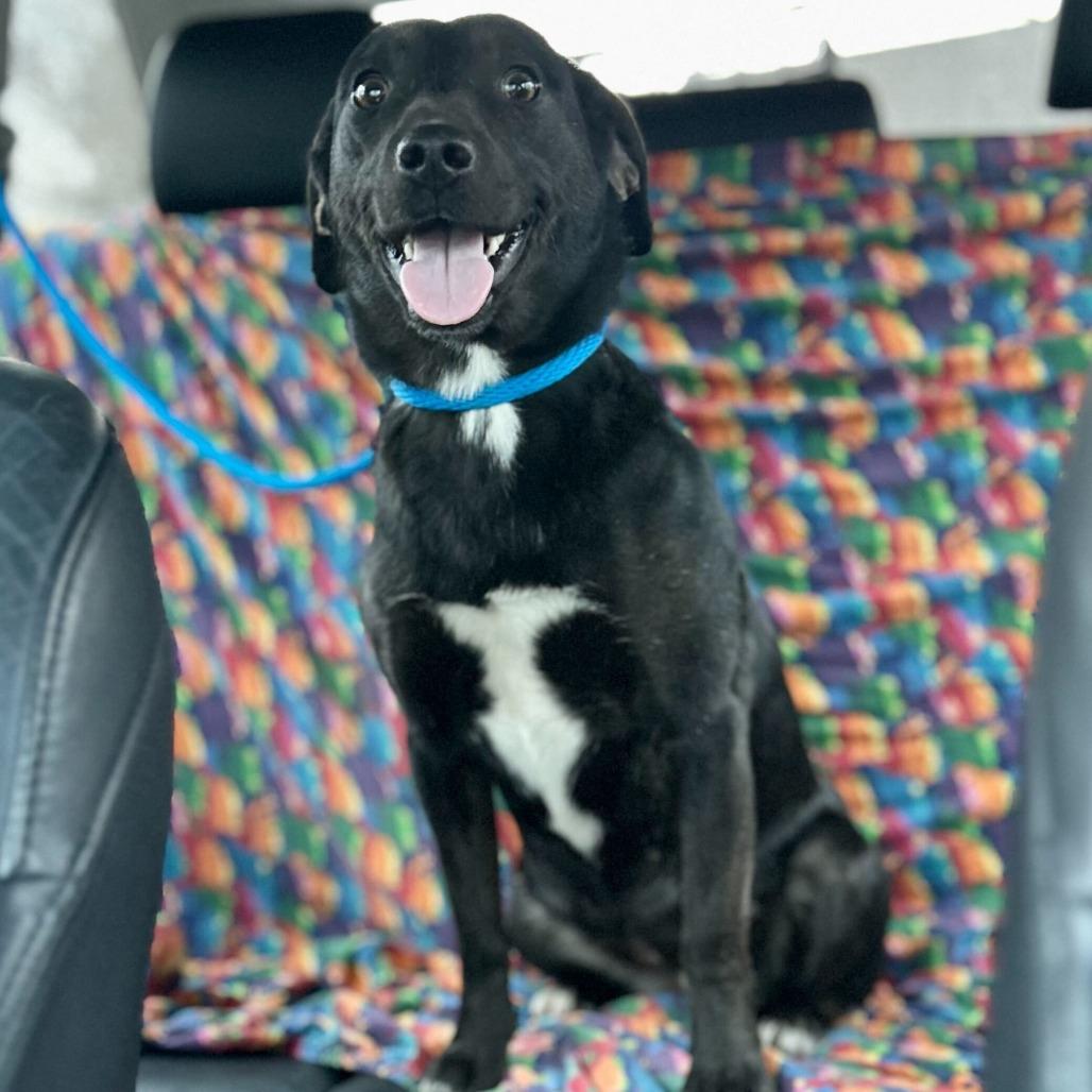 Birdie, Adoptable, Adult Female Beagle & Mixed Breed.