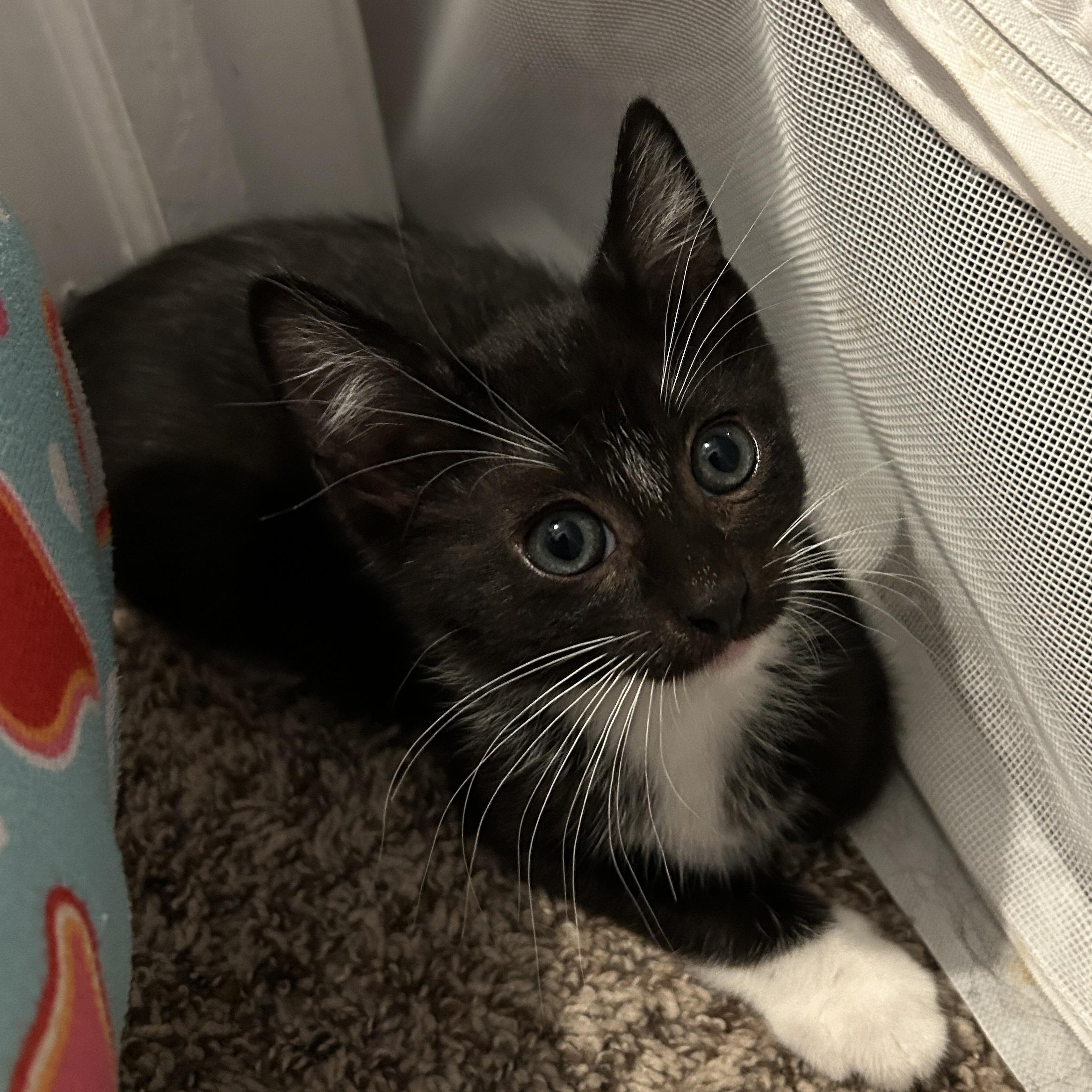 Enlarge Chinook, a ADOPTABLE Domestic Short Hair in Joliet, IL image 2/3
