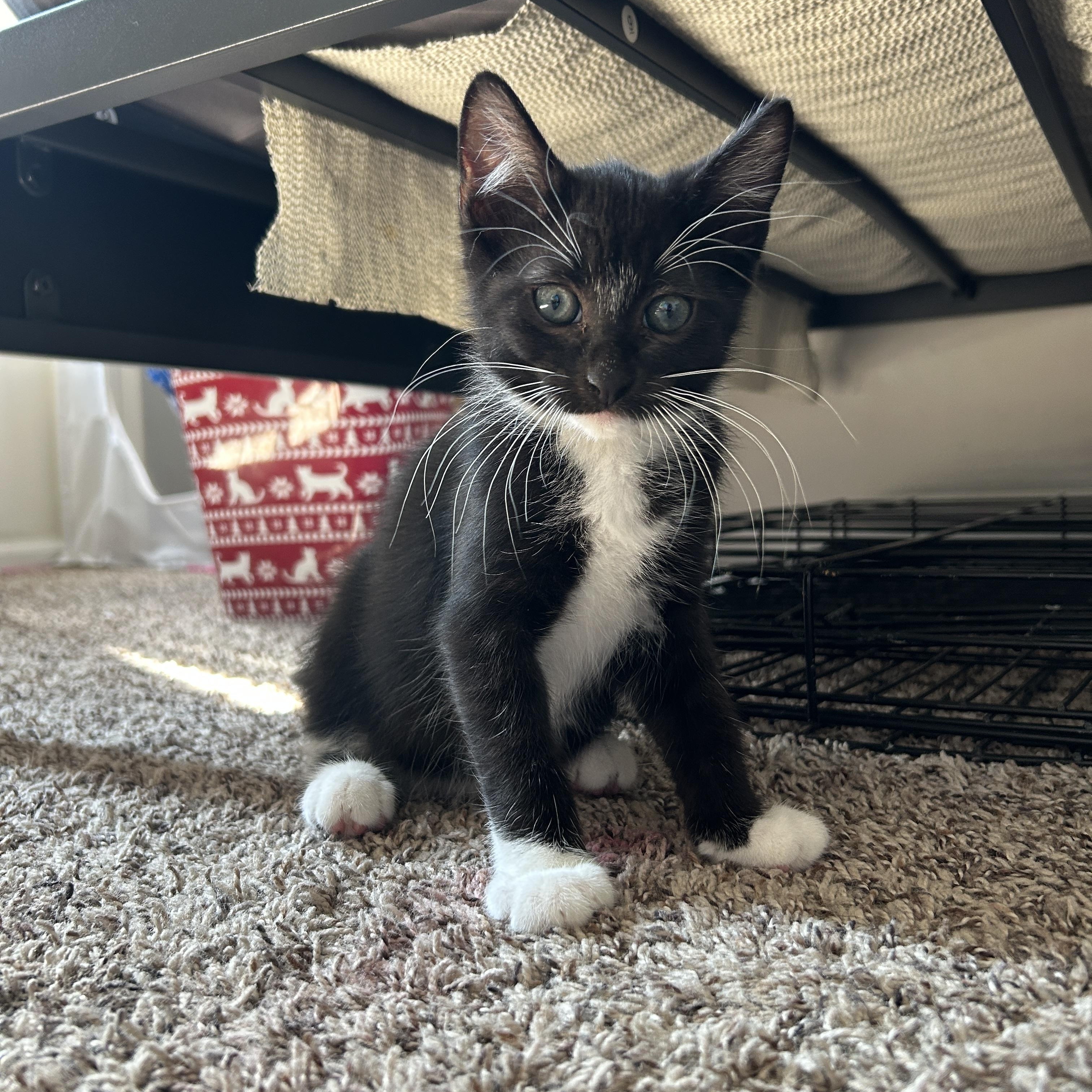Chinook, ADOPTABLE, Kitten Male Domestic Short Hair.