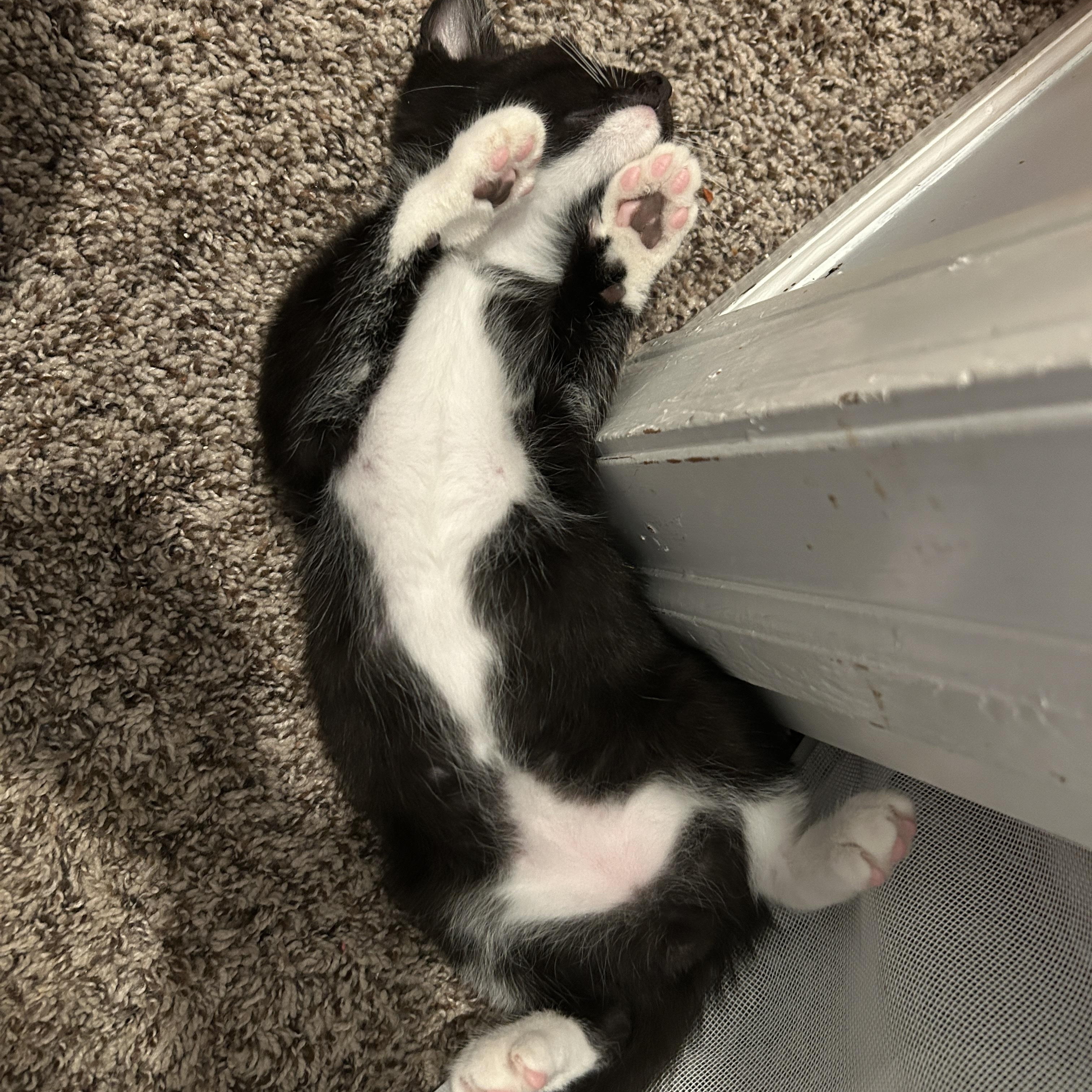 Enlarge Chinook, a ADOPTABLE Domestic Short Hair in Joliet, IL image 3/3