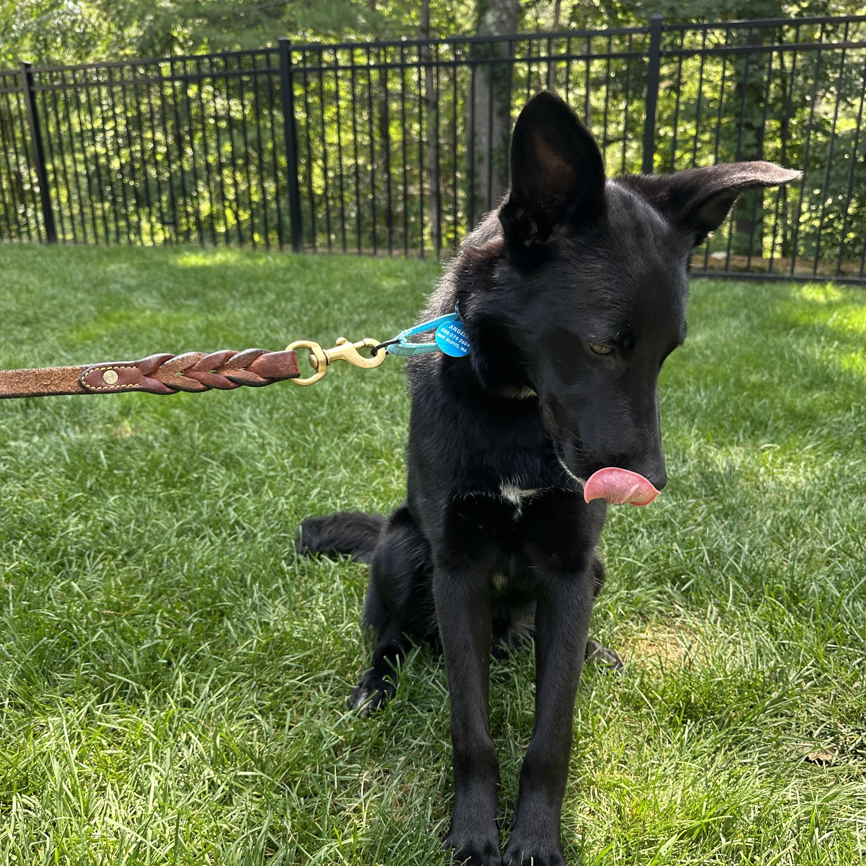 Enlarge Benny, an adoptable Mixed Breed in oriskany, NY image 2/5