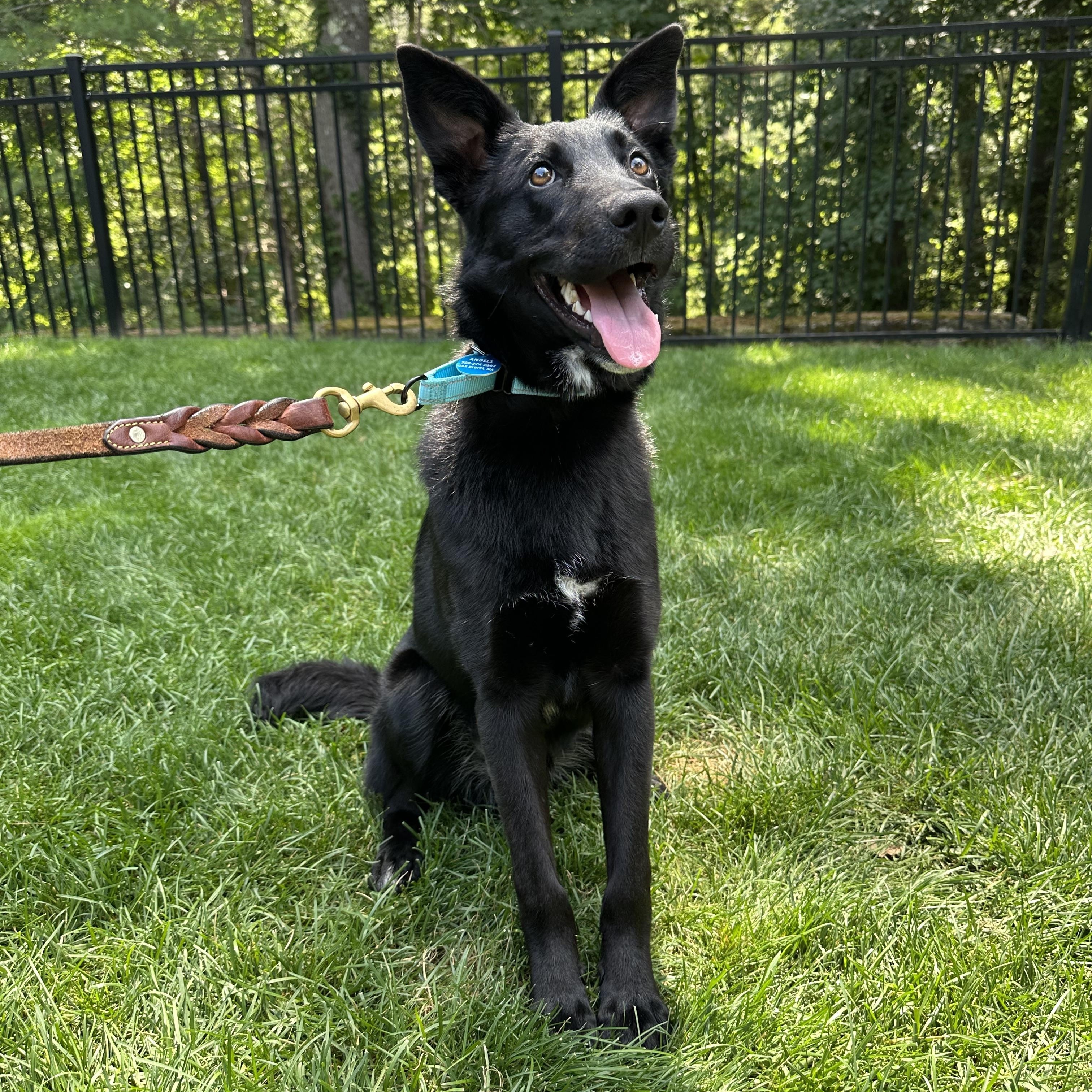 Benny, adoptable, Young Male Mixed Breed.