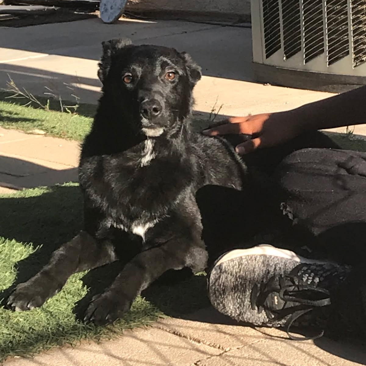 Enlarge Benny, an adoptable Mixed Breed in oriskany, NY image 4/5