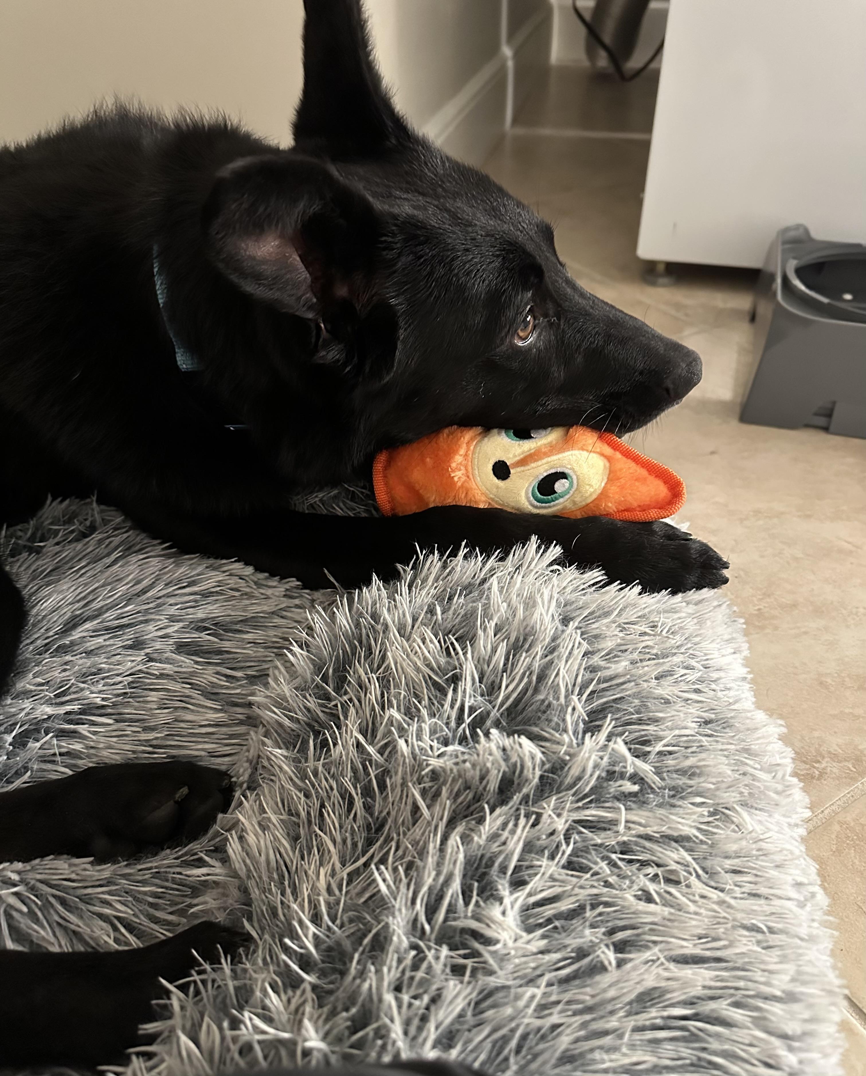 Enlarge Benny, an adoptable Mixed Breed in oriskany, NY image 3/5