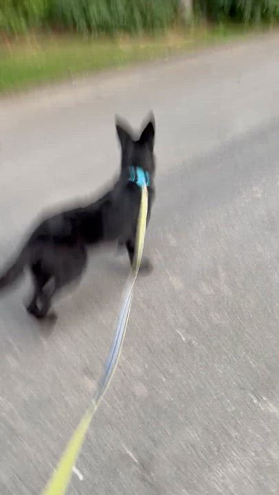 Enlarge Benny, an adoptable Mixed Breed in oriskany, NY video 5/5