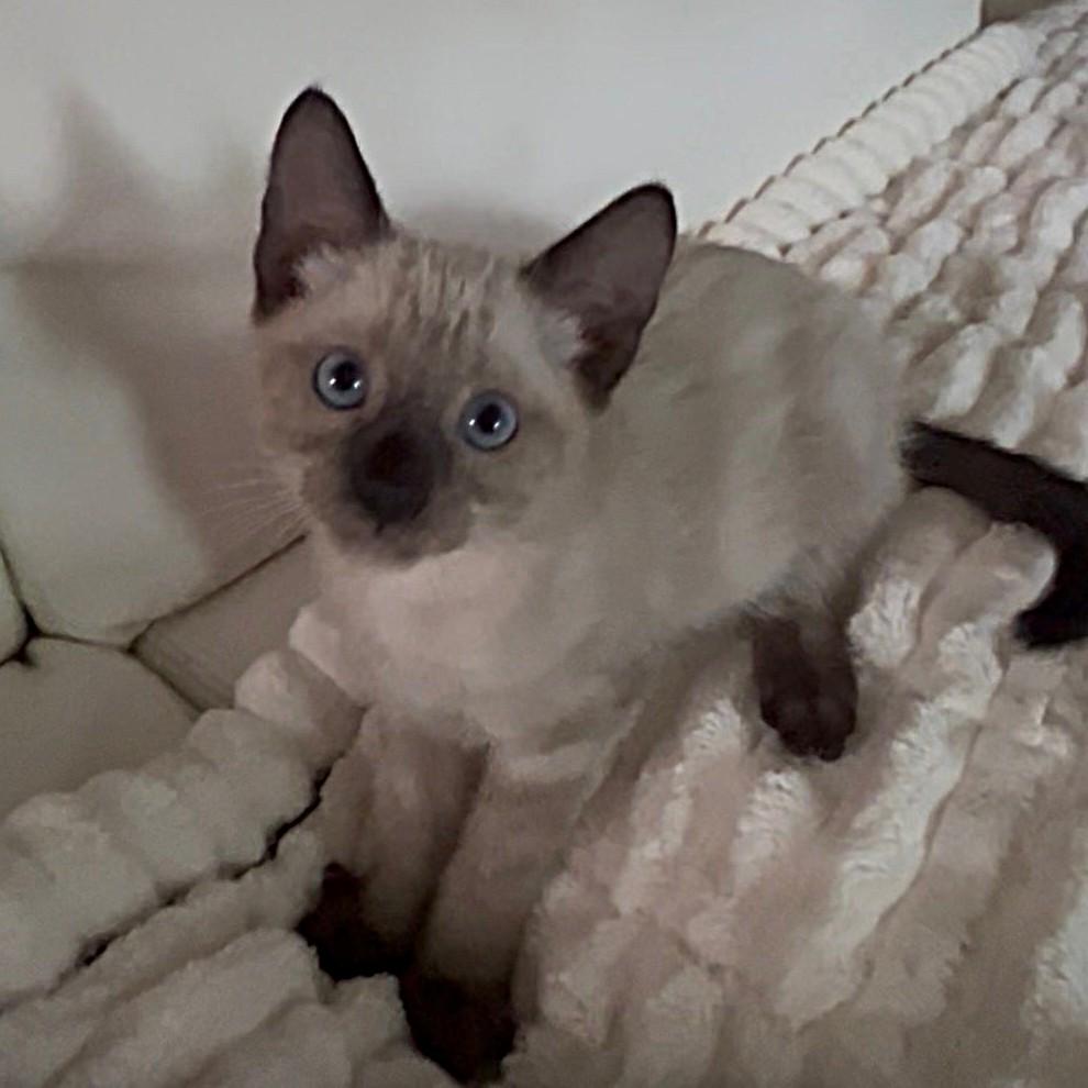 Enlarge Marco (Pre-Adoption ONLY), a Adoptable mixed breed in Allen, TX image 3/6