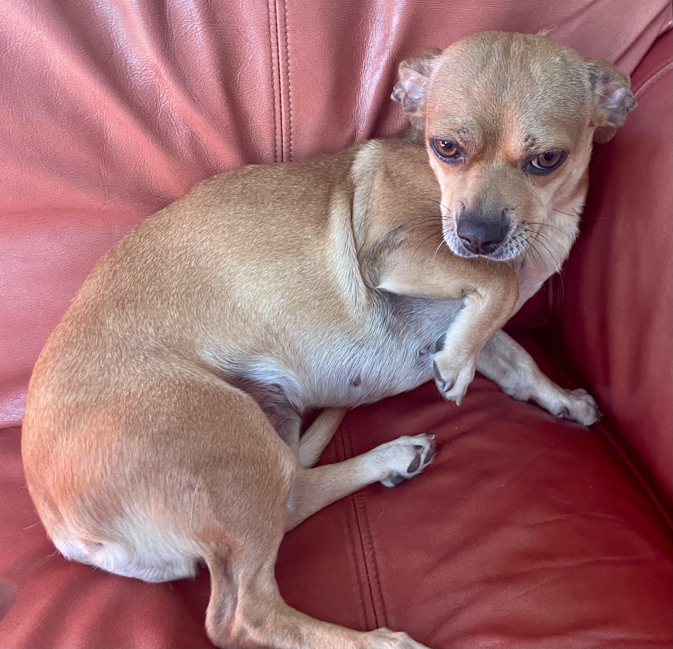 Enlarge Libby, a Adopted mixed breed in MORAVIAN FALLS, NC image 5/5