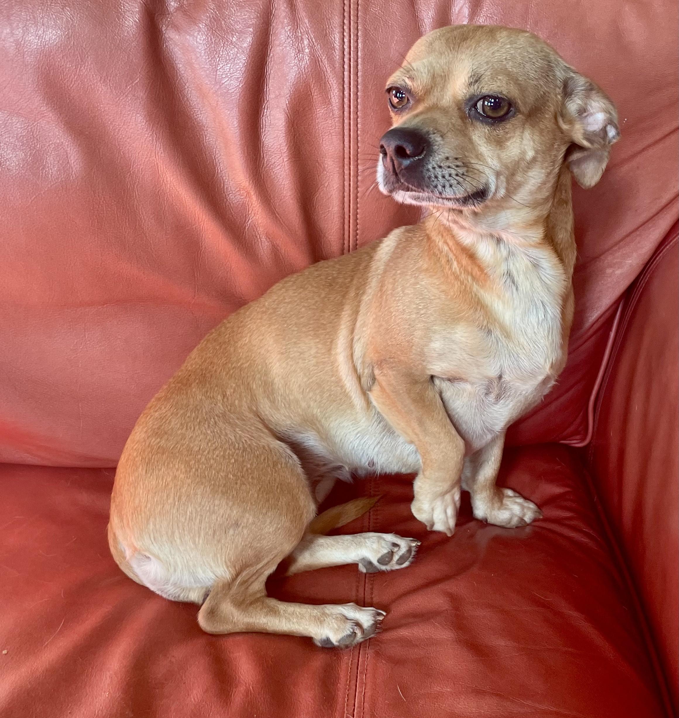 Enlarge Libby, a Adopted mixed breed in MORAVIAN FALLS, NC image 1/5