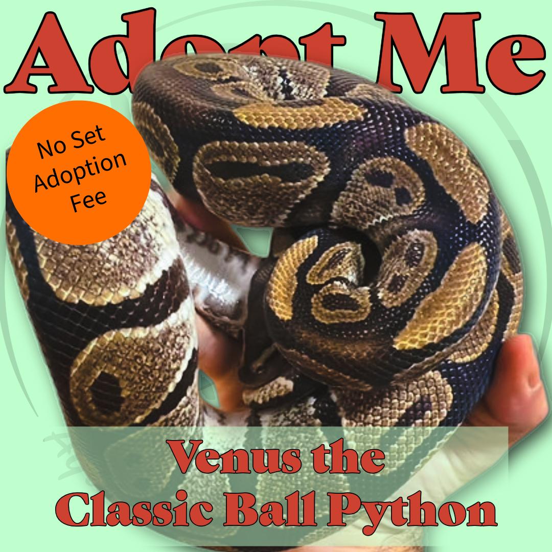 Enlarge Venus the Ball Python, a ADOPTABLE Ball Python in Neenah, WI image 1/1