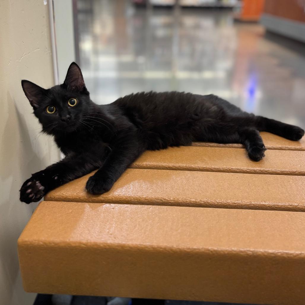 Enlarge Hamilton, a Adoptable Domestic Medium Hair in Morgan Hill, CA image 1/6