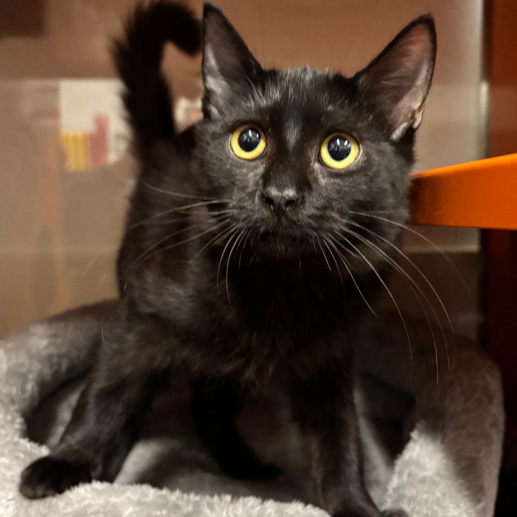 Enlarge Hamilton, a Adoptable Domestic Medium Hair in Morgan Hill, CA image 2/6