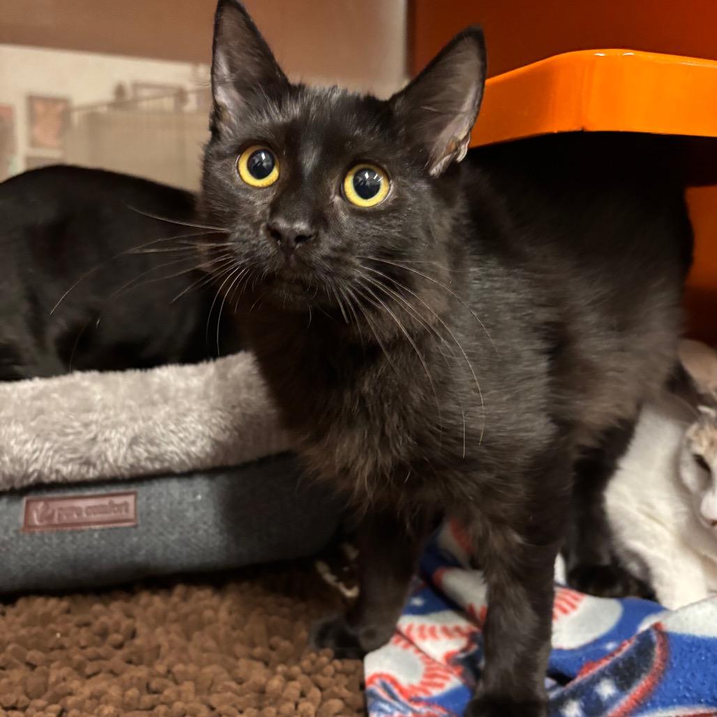 Enlarge Hamilton, a Adoptable Domestic Medium Hair in Morgan Hill, CA image 3/6