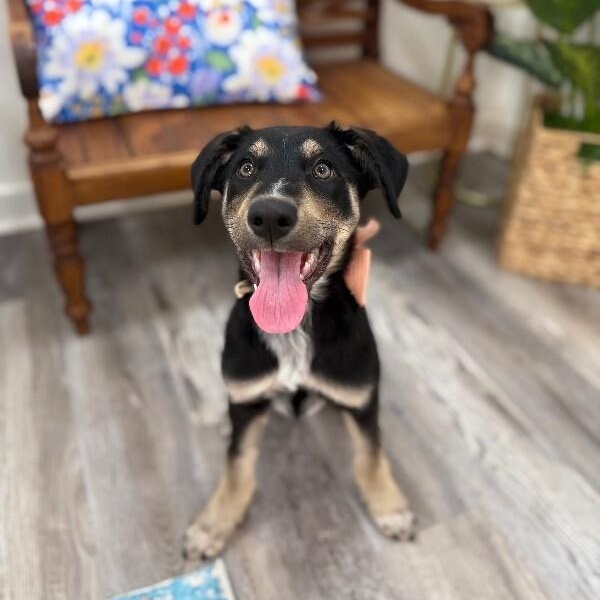 Chocolate Chip Cookie