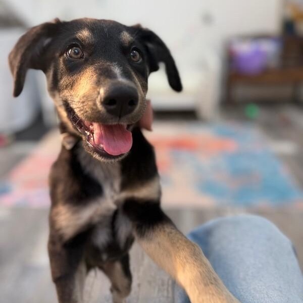 Chocolate Chip Cookie — thumbnail 5