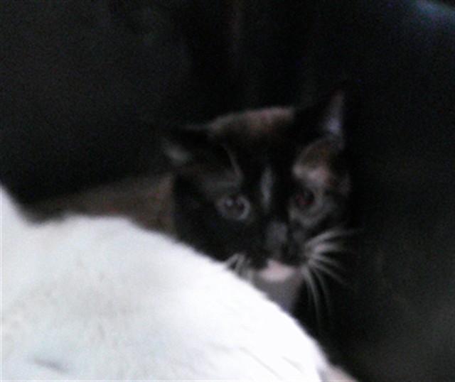 Enlarge REX, a Adoptable Domestic Short Hair in Oklahoma City, OK image 1/1