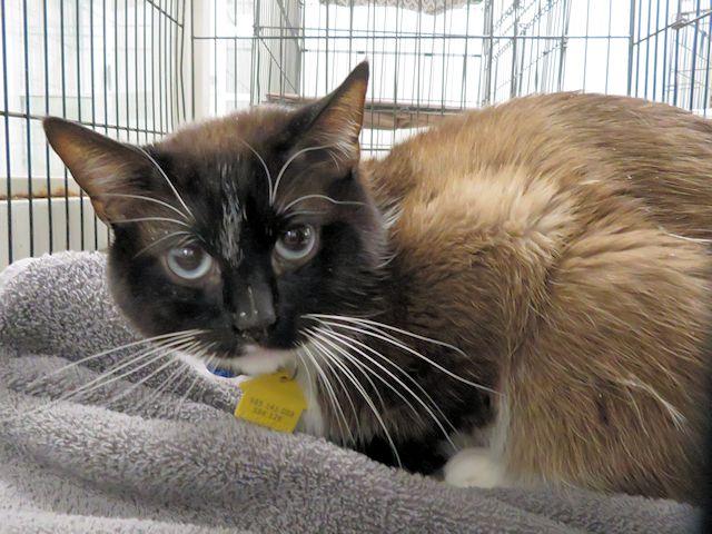 REX, Adoptable, Young Male Domestic Short Hair.