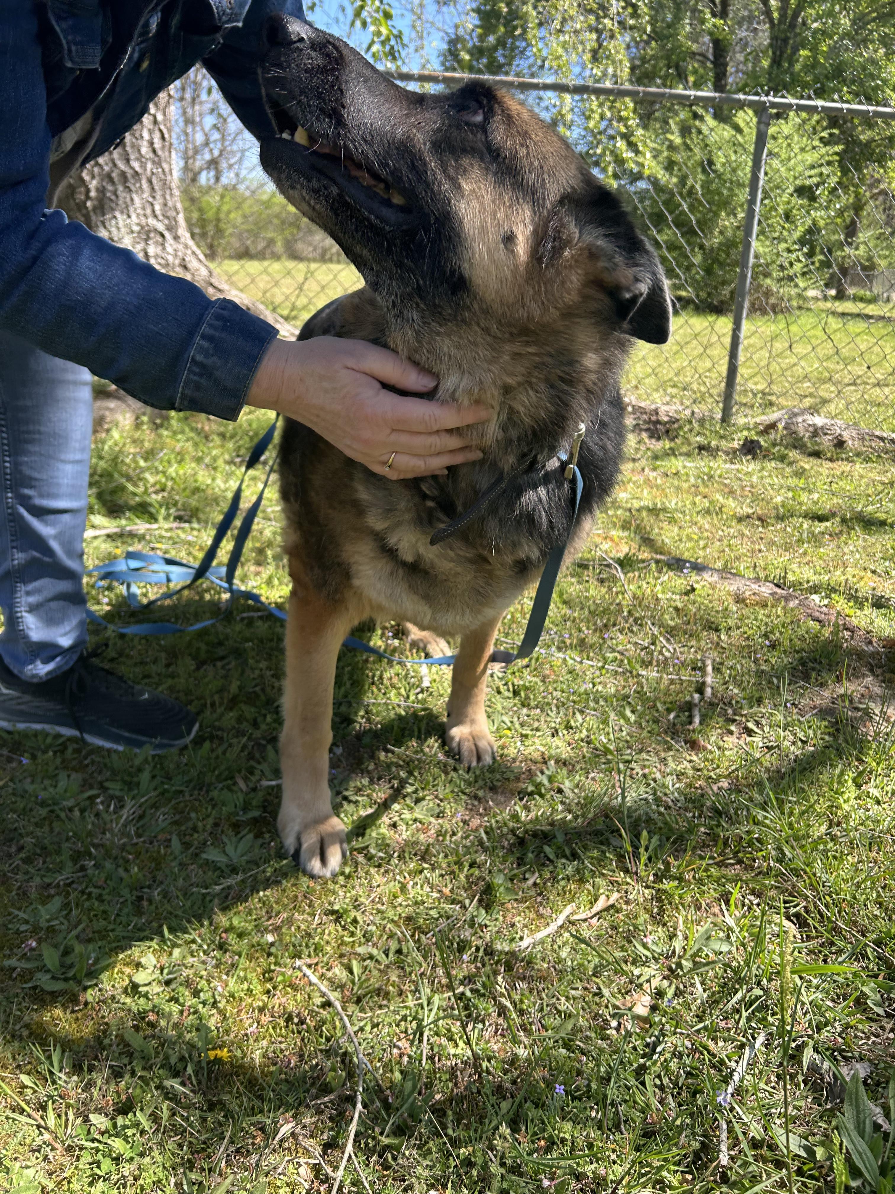 Enlarge Zeva (Purebred GS), a ADOPTABLE German Shepherd Dog in Chattanooga, TN image 4/5