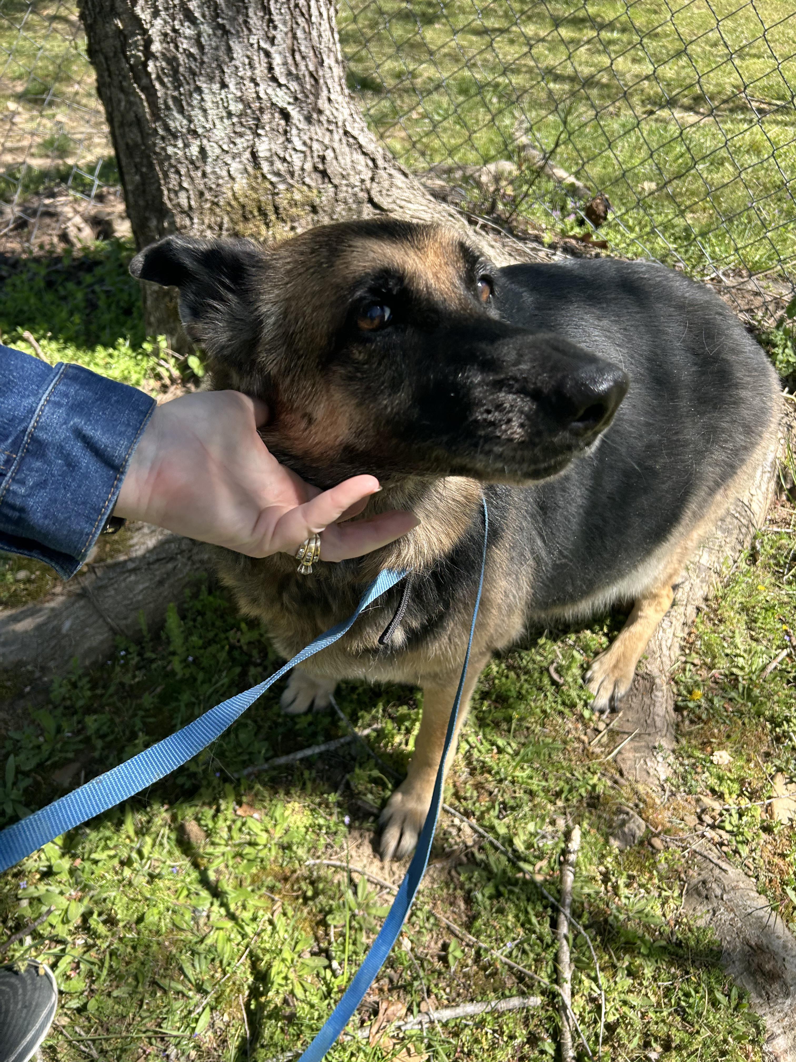 Enlarge Zeva (Purebred GS), a ADOPTABLE German Shepherd Dog in Chattanooga, TN image 1/5