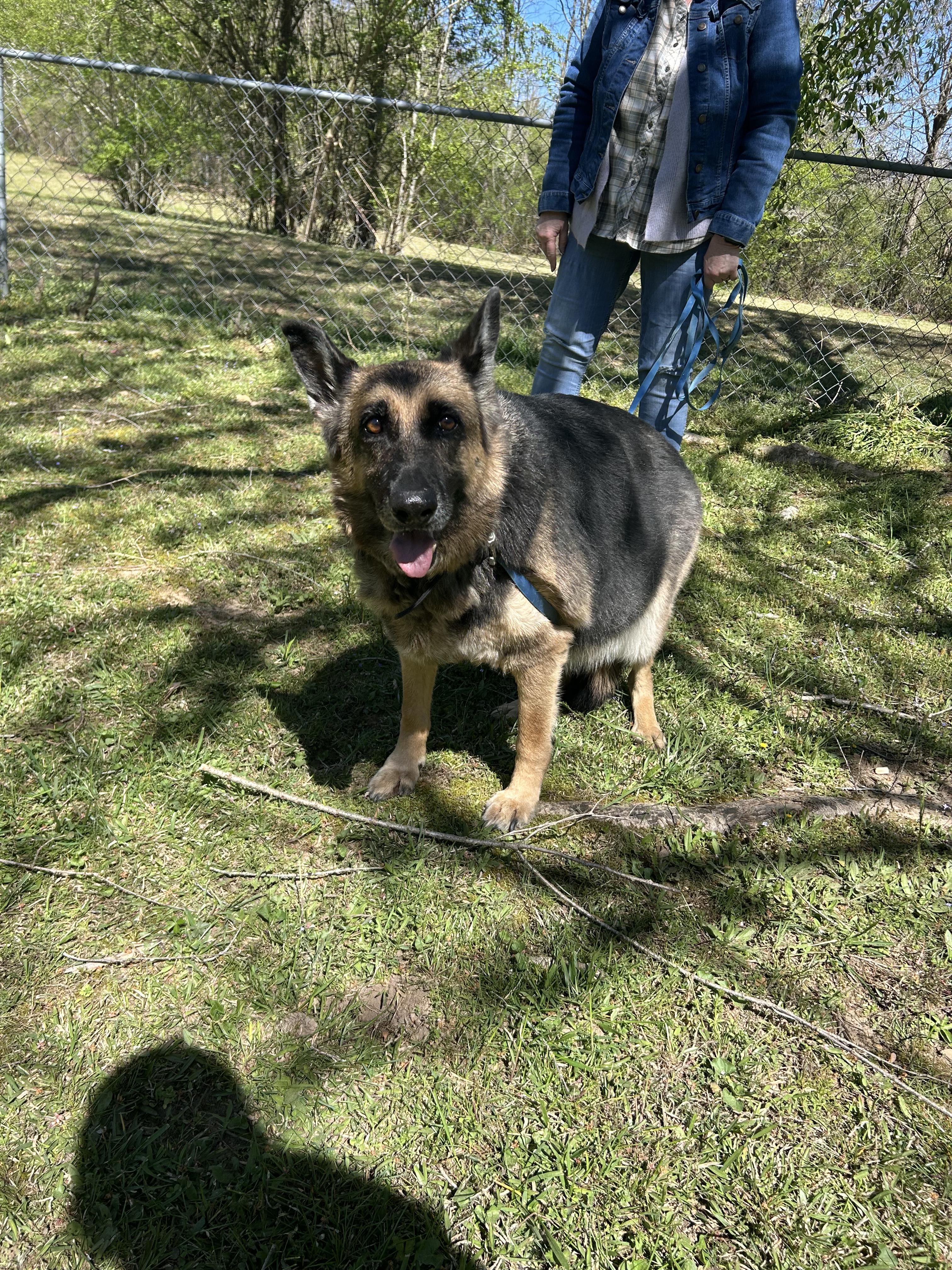 Enlarge Zeva (Purebred GS), a ADOPTABLE German Shepherd Dog in Chattanooga, TN image 5/5