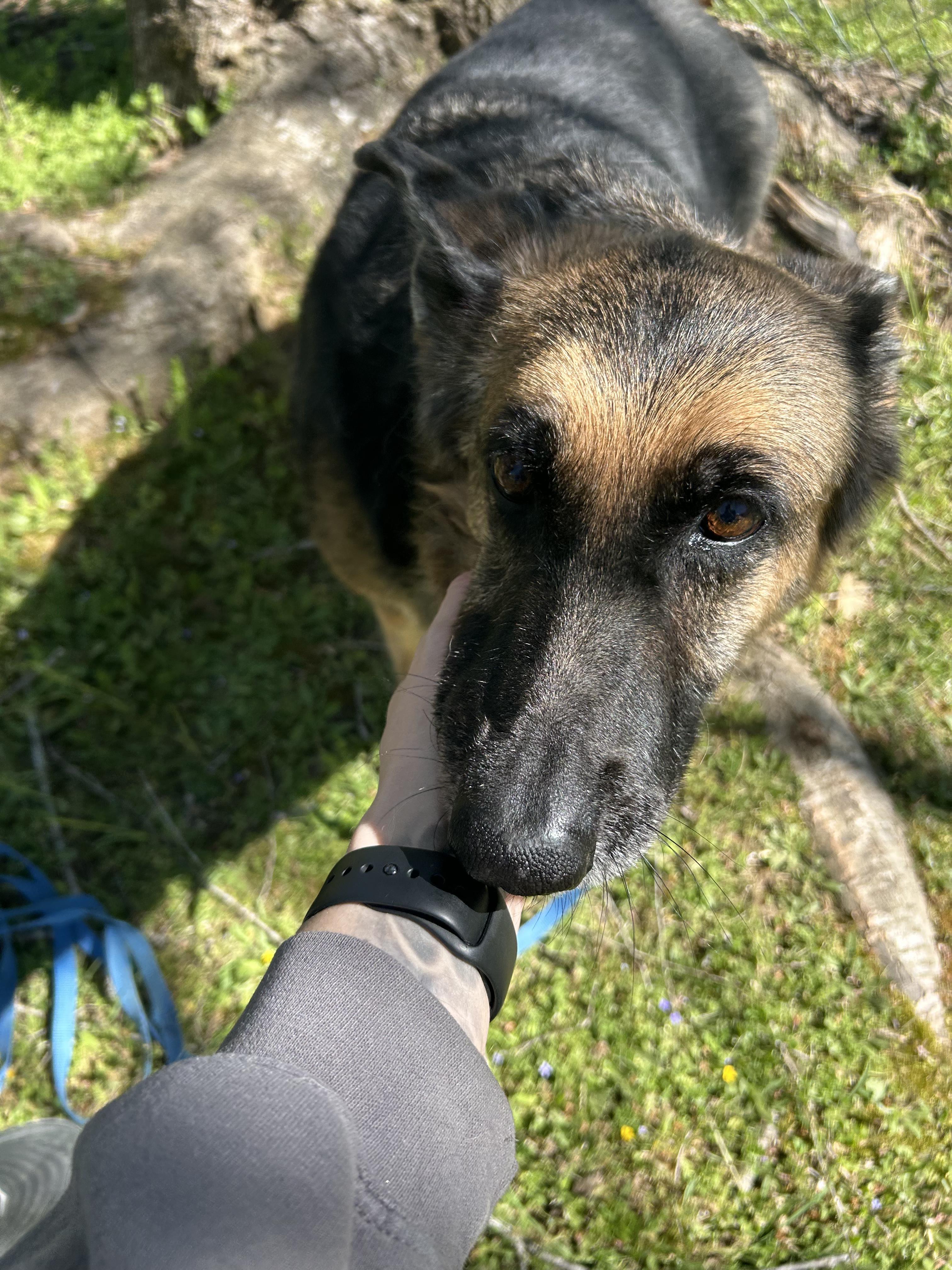Enlarge Zeva (Purebred GS), a ADOPTABLE German Shepherd Dog in Chattanooga, TN image 3/5