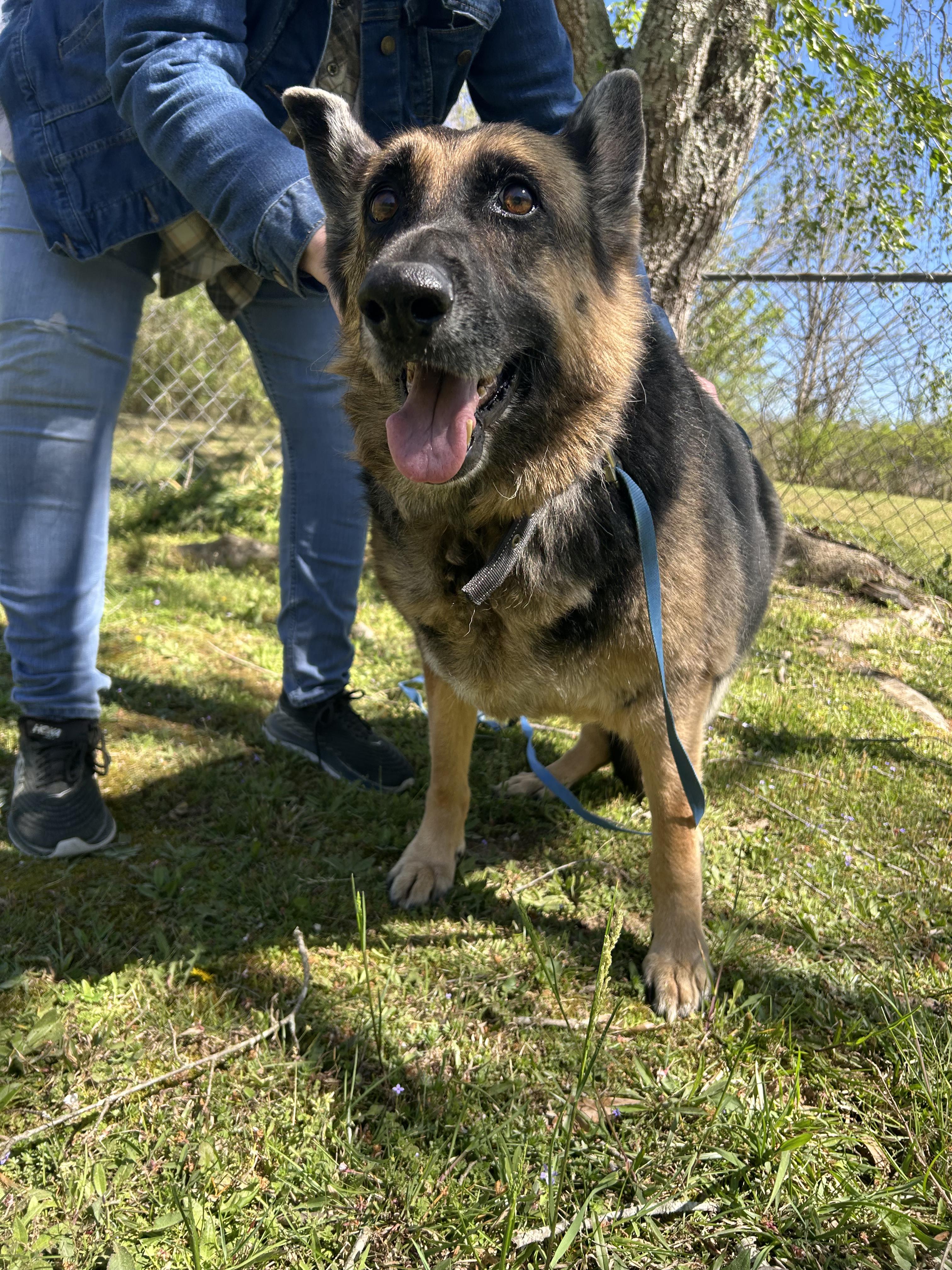 Enlarge Zeva (Purebred GS), a ADOPTABLE German Shepherd Dog in Chattanooga, TN image 2/5