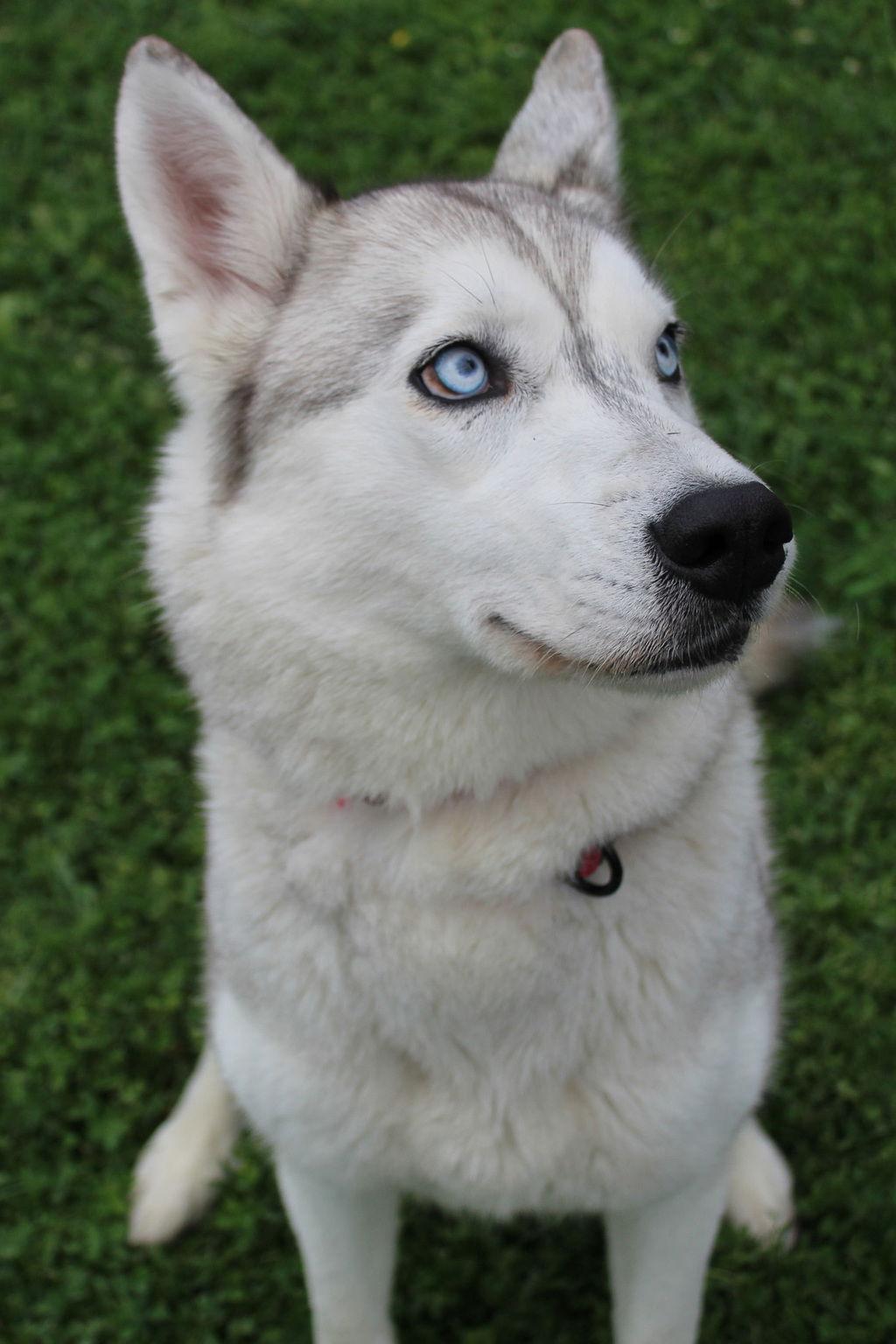 Enlarge Azula 41504, a Adoptable Siberian Husky in Petaluma, CA image 1/1