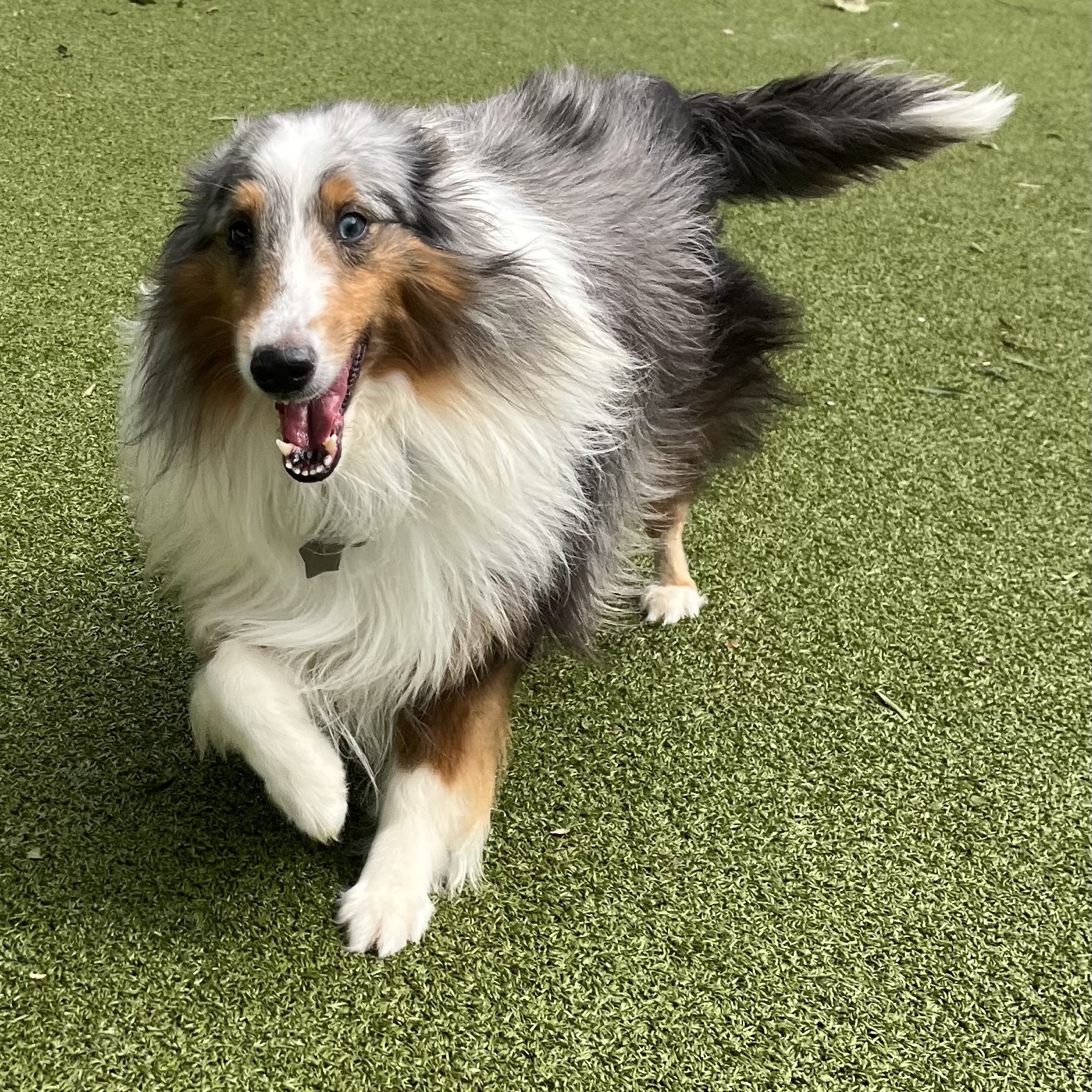 Enlarge Sky, a Adoptable Shetland Sheepdog / Sheltie in Rock Hill, SC image 6/6