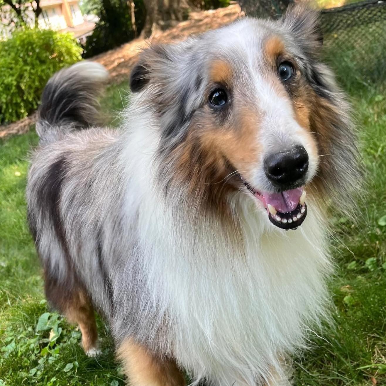 Enlarge Sky, a Adoptable Shetland Sheepdog / Sheltie in Rock Hill, SC image 2/6