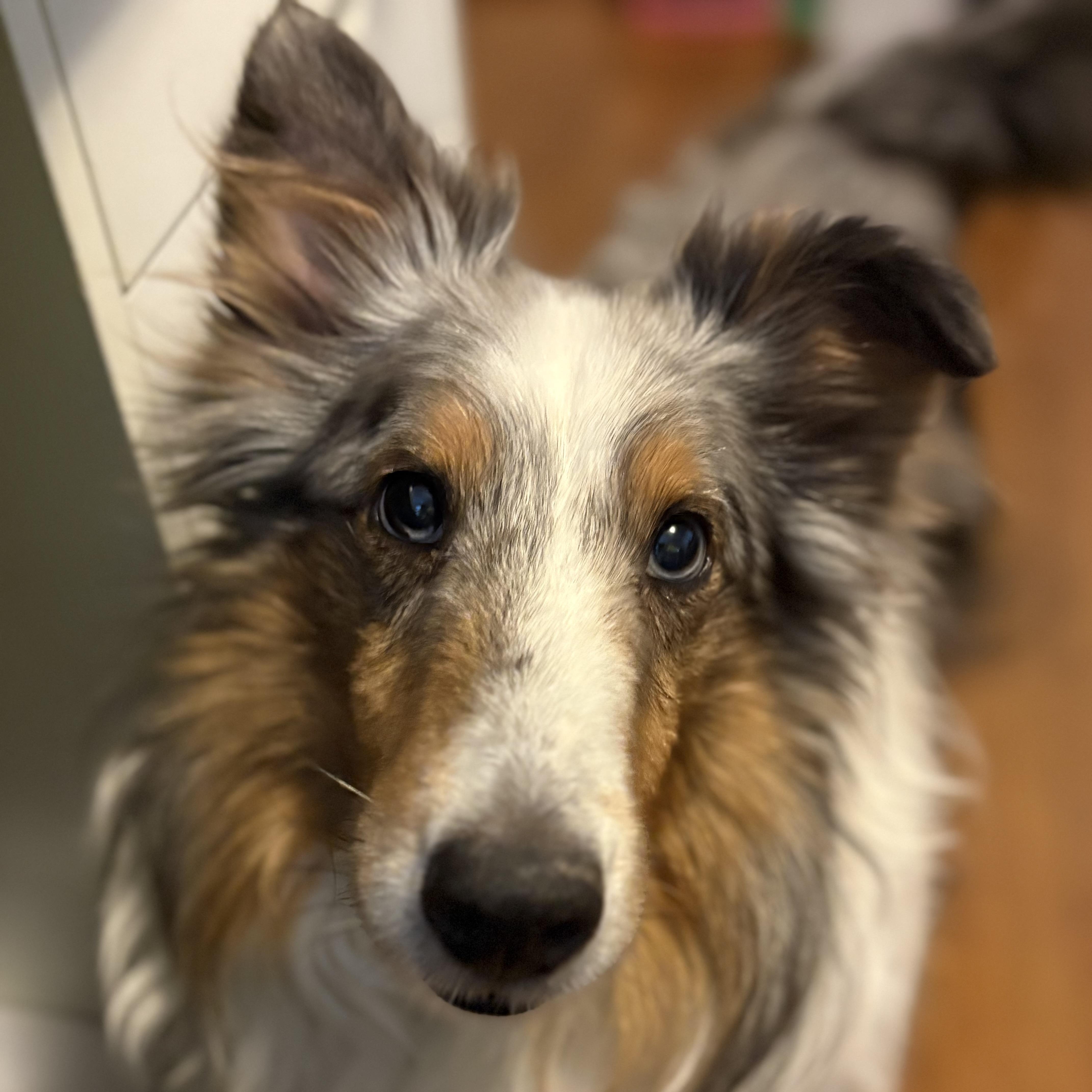Sky, Adoptable, Adult Male Shetland Sheepdog / Sheltie.