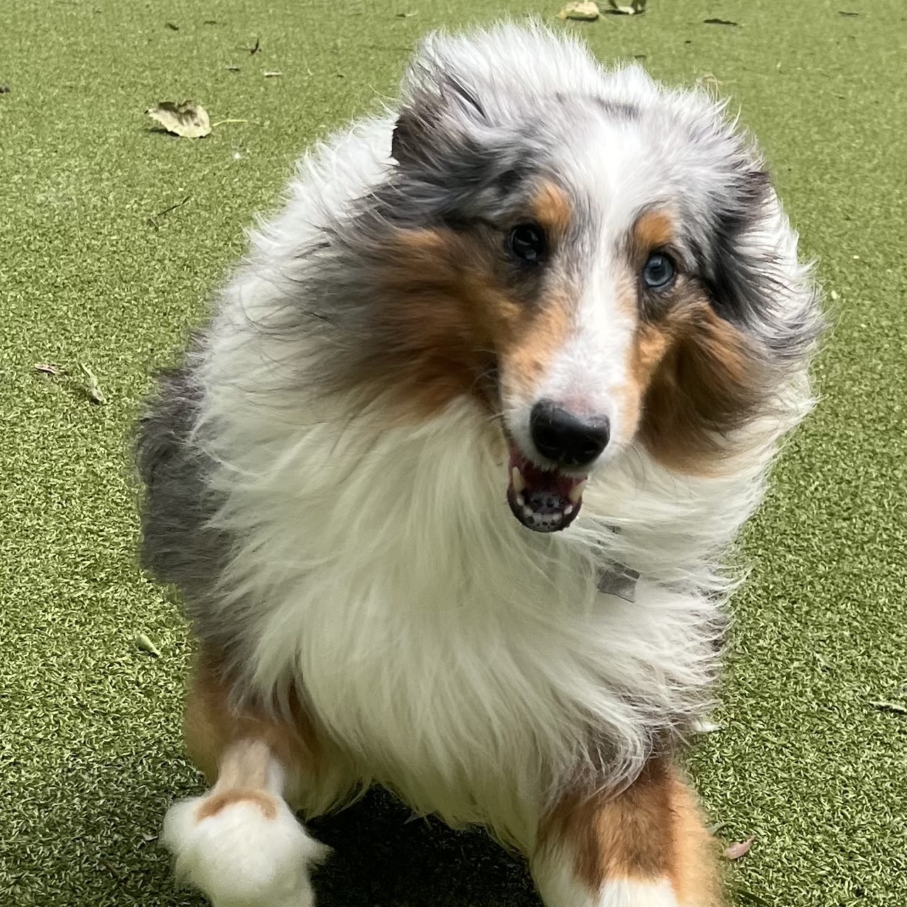Enlarge Sky, a Adoptable Shetland Sheepdog / Sheltie in Rock Hill, SC image 5/6