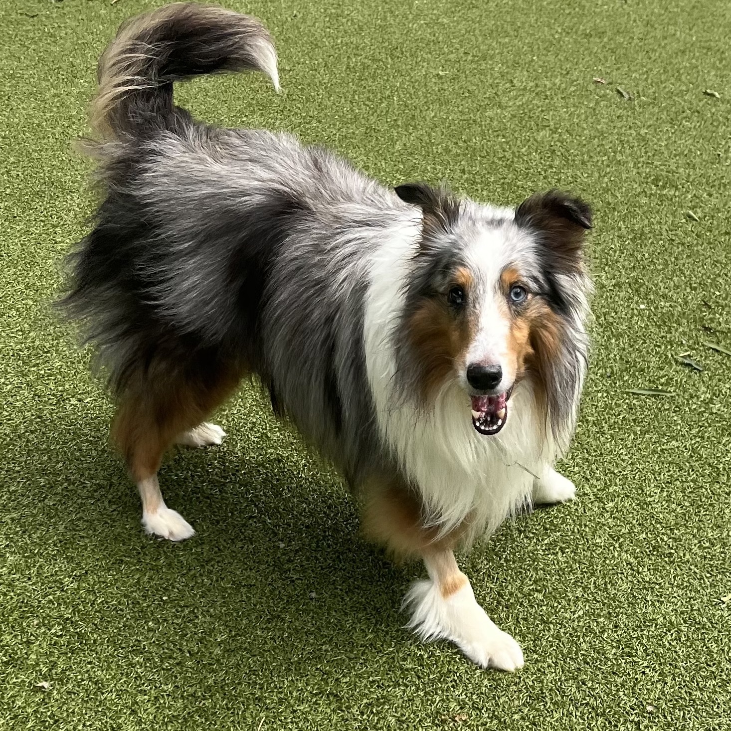 Enlarge Sky, a Adoptable Shetland Sheepdog / Sheltie in Rock Hill, SC image 4/6