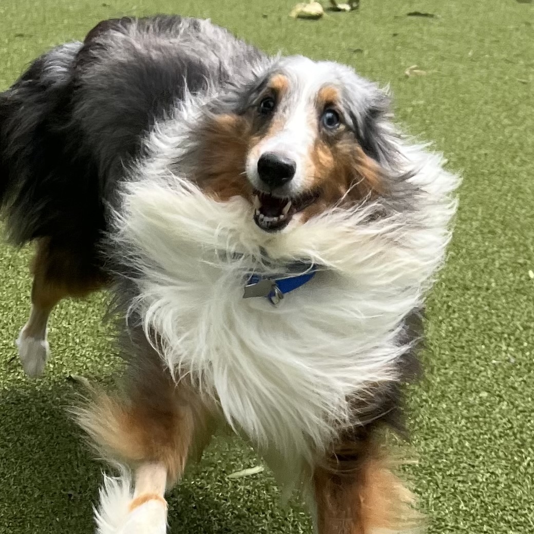 Enlarge Sky, a Adoptable Shetland Sheepdog / Sheltie in Rock Hill, SC image 3/6