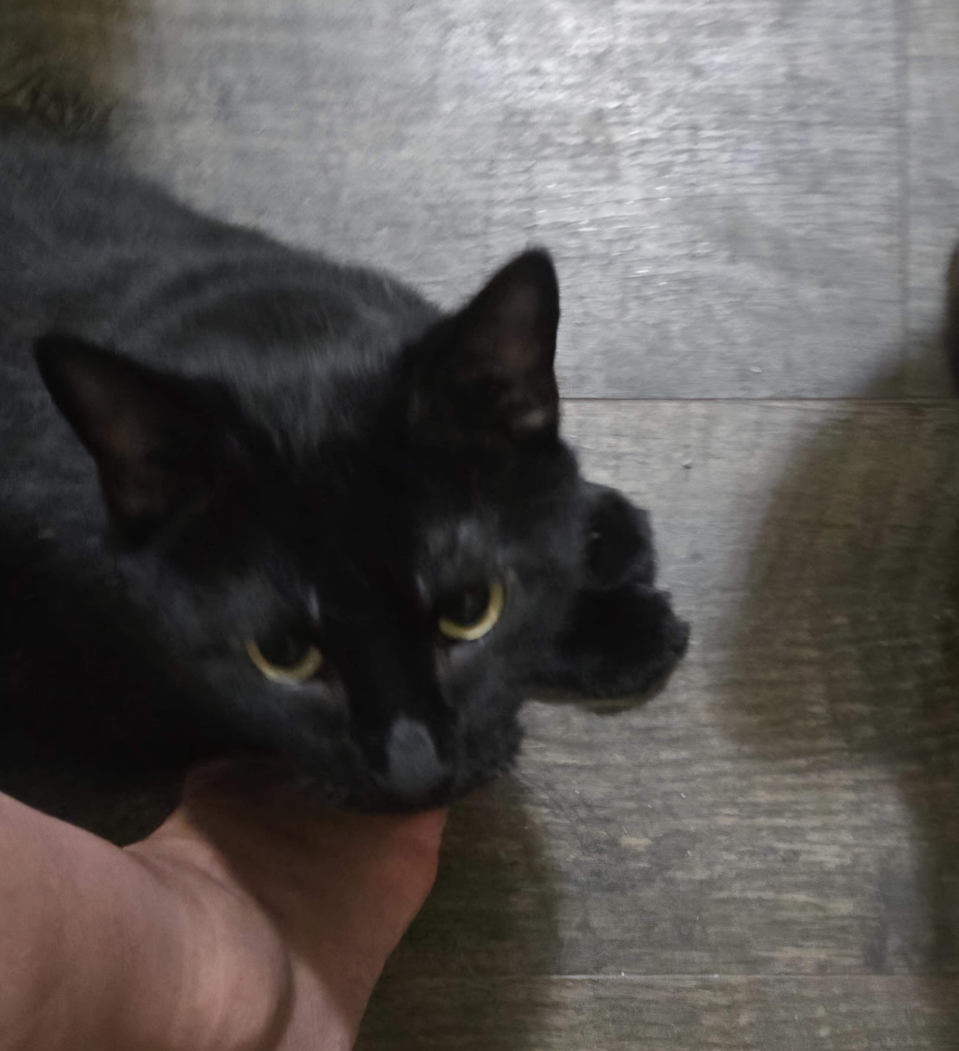 Enlarge Spirit & Shadow Courtesy Post, a Adoptable mixed breed in Stewartsville,, NJ image 4/6
