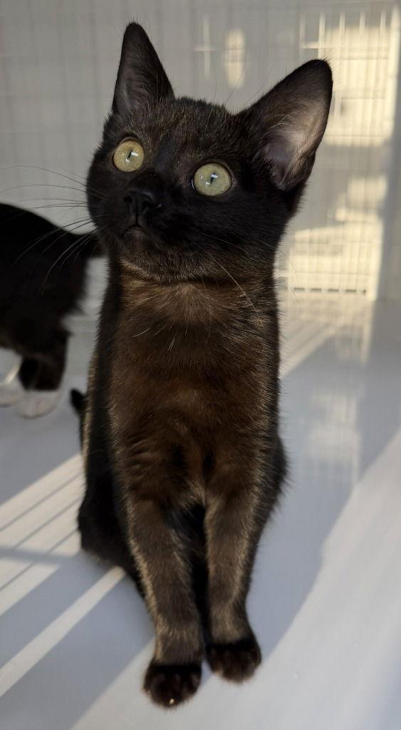 Enlarge 25-43 Q'Mara, a Adoptable Domestic Short Hair in St. Helens, OR image 1/1