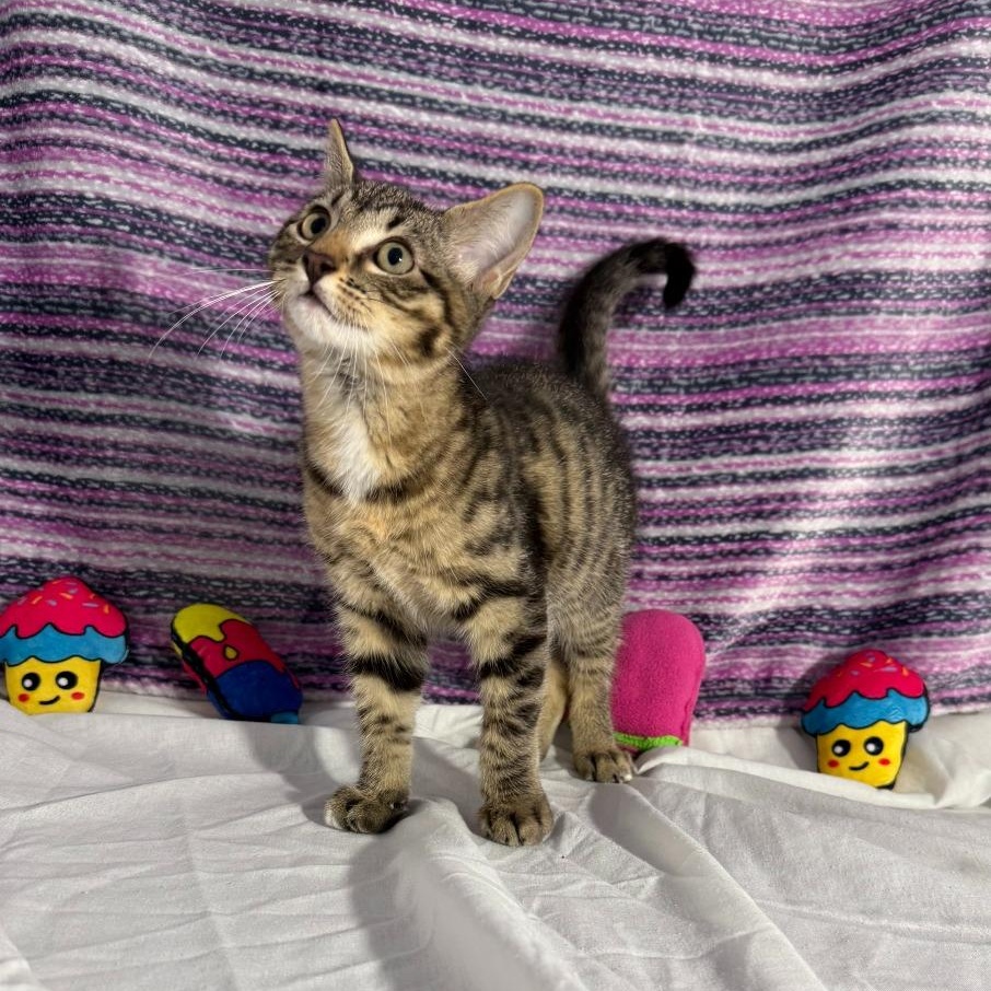 Nico, Baby Male Domestic Short Hair