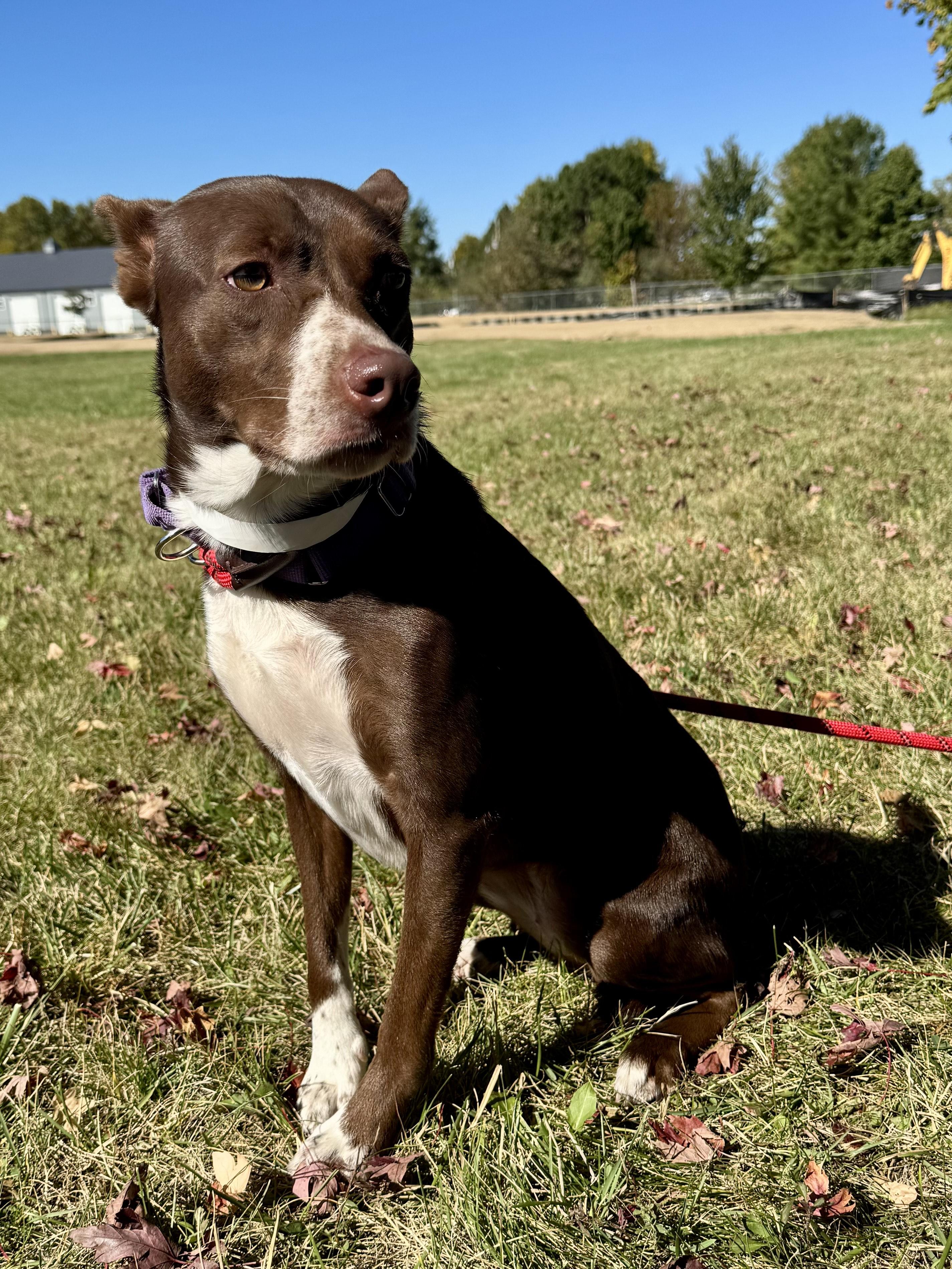 Lolita, Adoptable, Young Female Basenji.