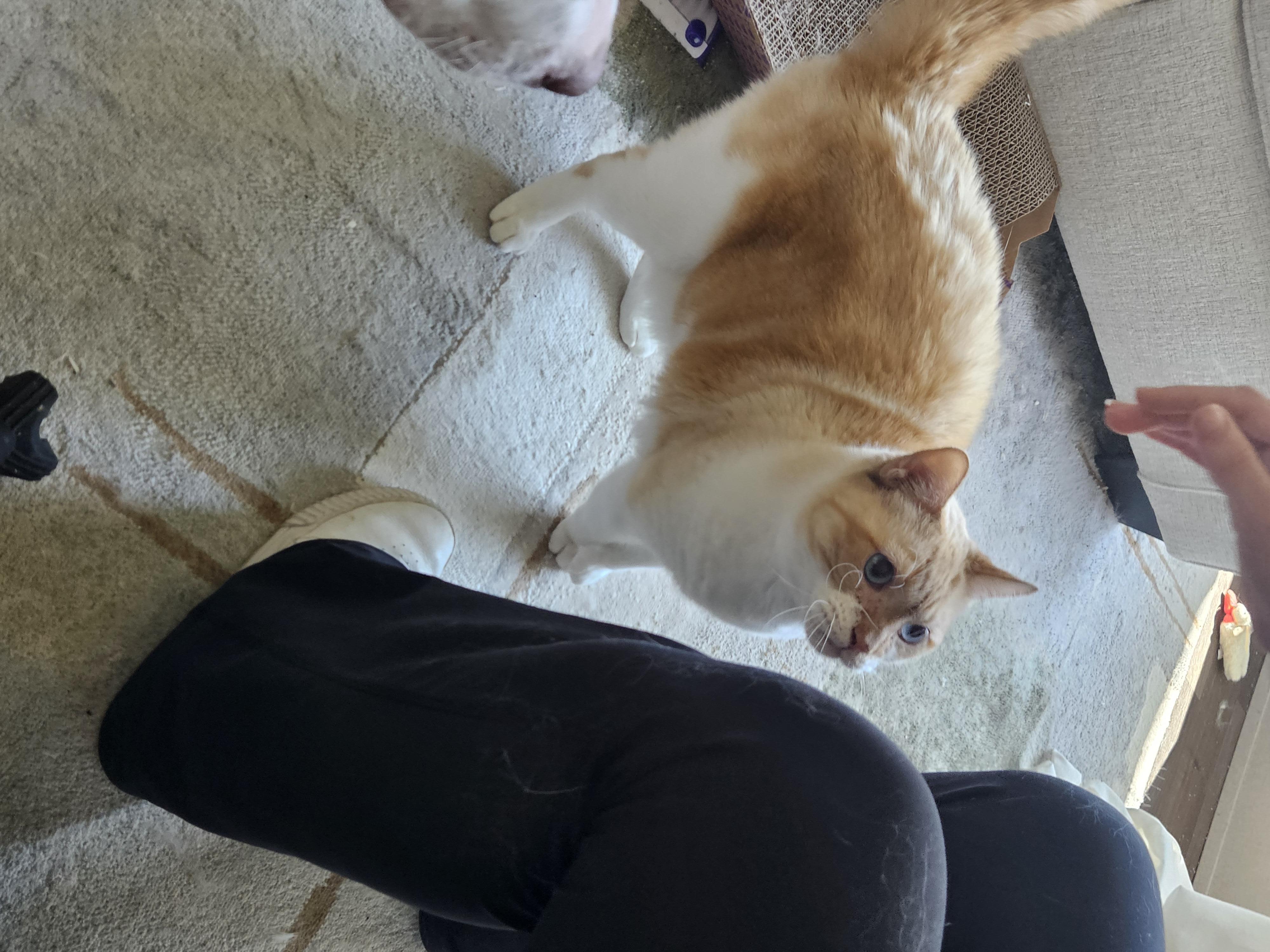 Trouble, a Adoptable Domestic Short Hair in Mount Pleasant, TX image 1/2