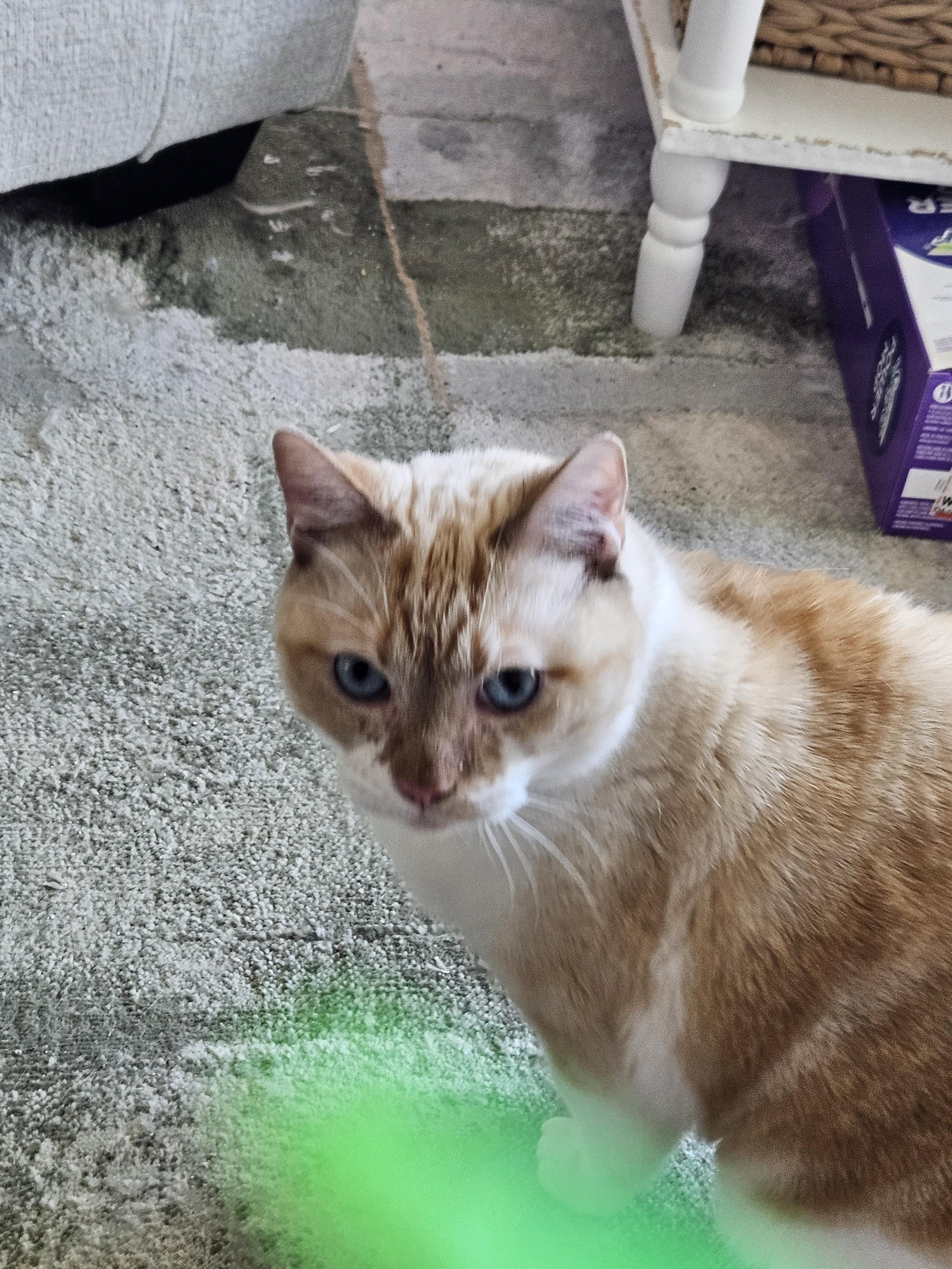 Enlarge Trouble, a ADOPTABLE Domestic Short Hair in Mount Pleasant, TX image 1/2