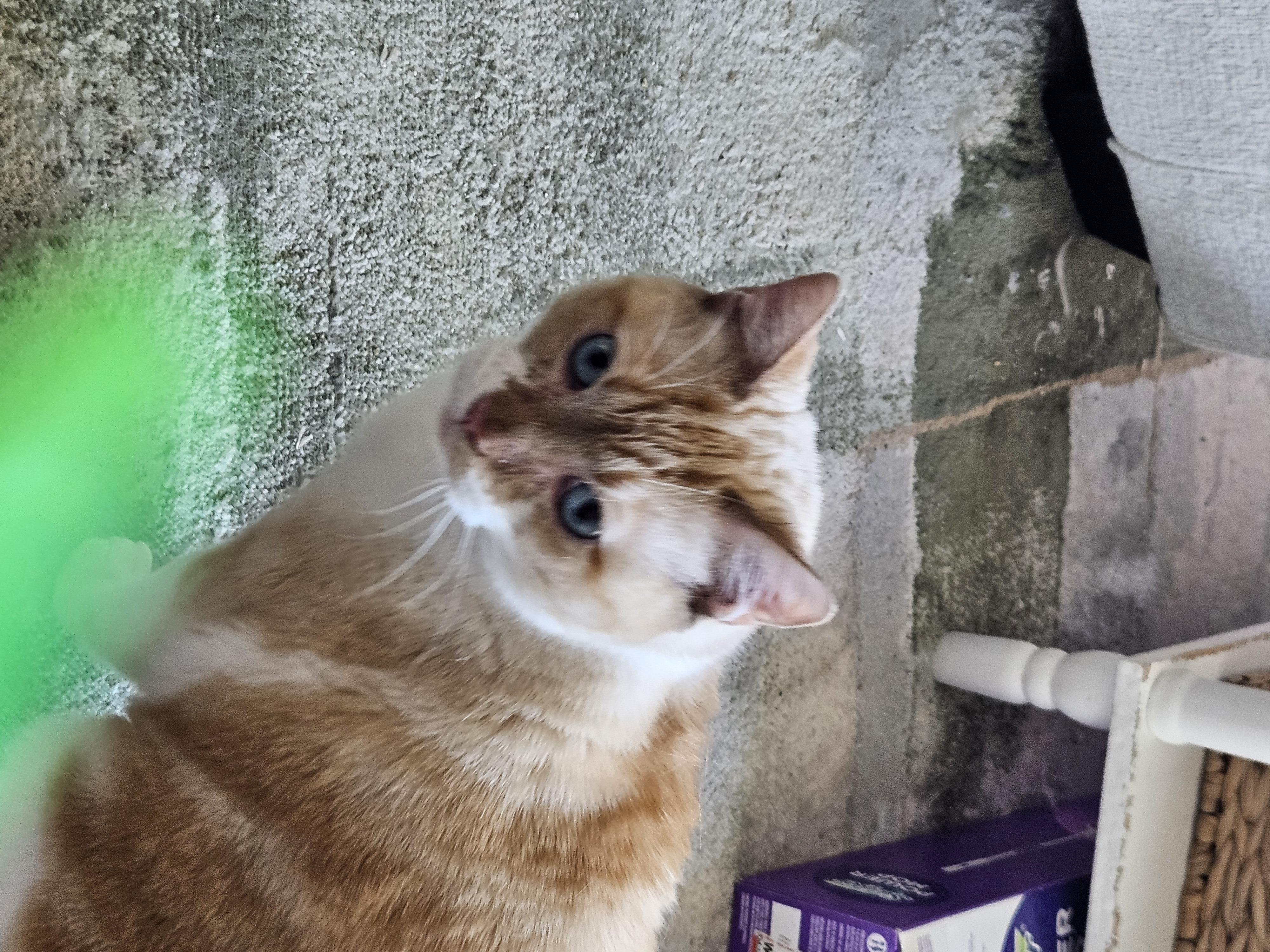 Trouble, a Adoptable Domestic Short Hair in Mount Pleasant, TX image 2/2