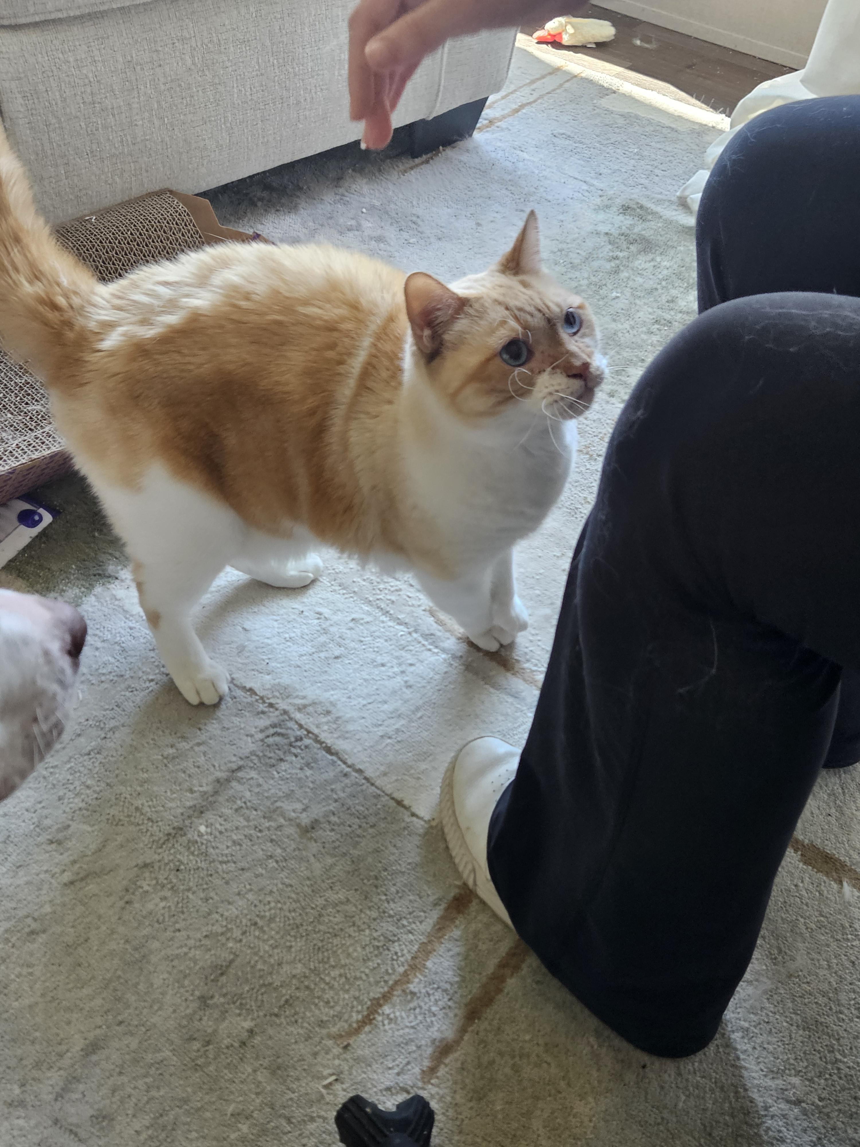 Enlarge Trouble, a ADOPTABLE Domestic Short Hair in Mount Pleasant, TX image 2/2