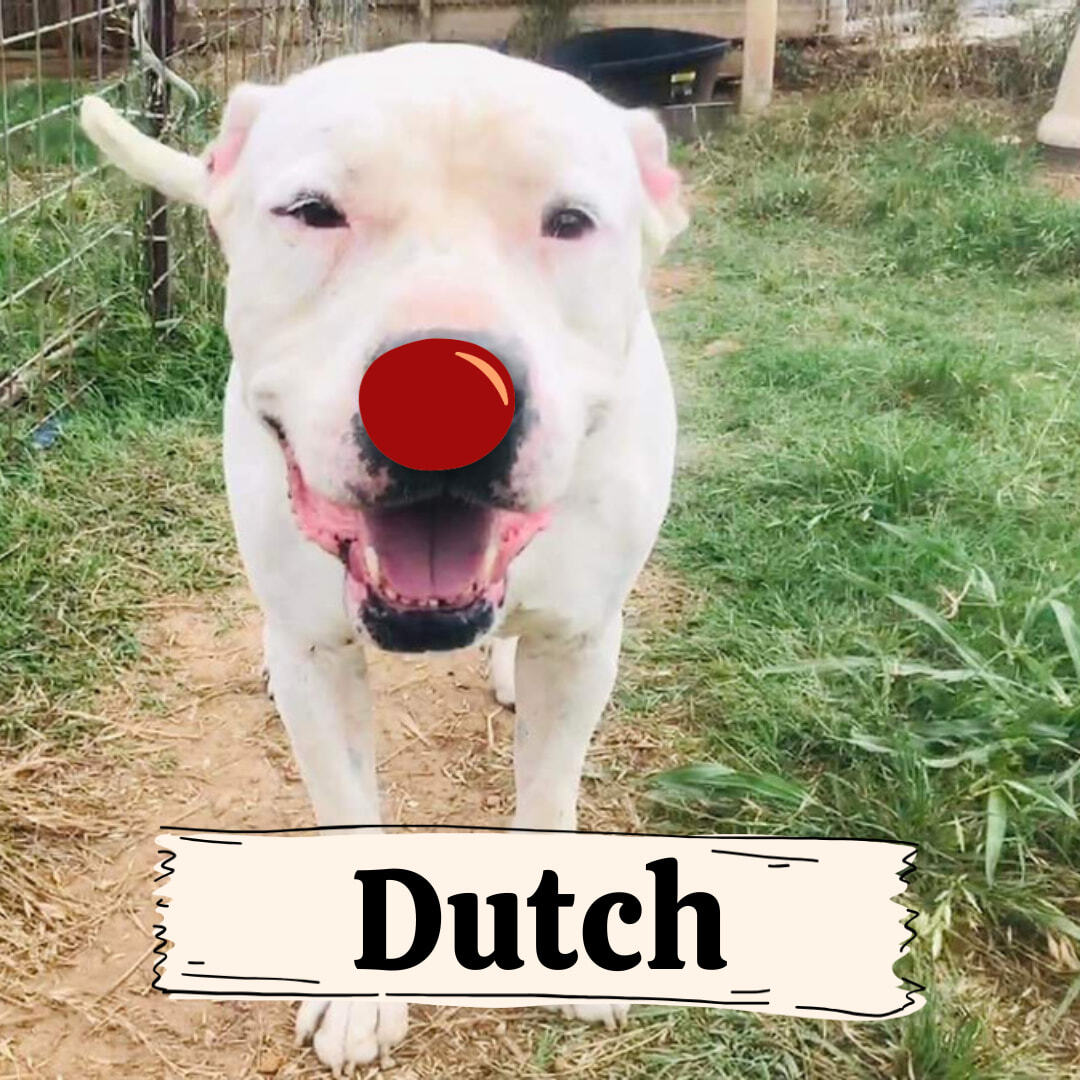 Enlarge Dutch, a Adoptable mixed breed in Gonzales, TX image 3/6