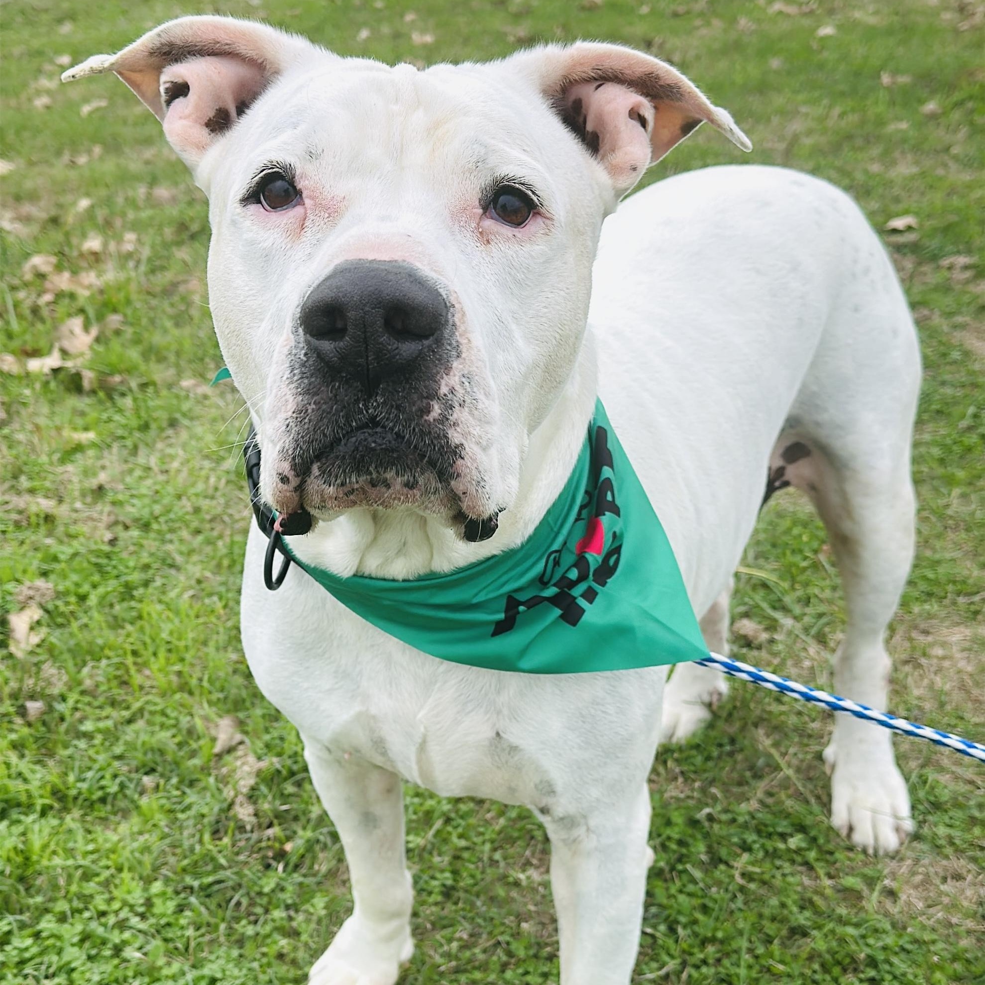 Enlarge Dutch, a Adoptable mixed breed in Gonzales, TX image 4/6