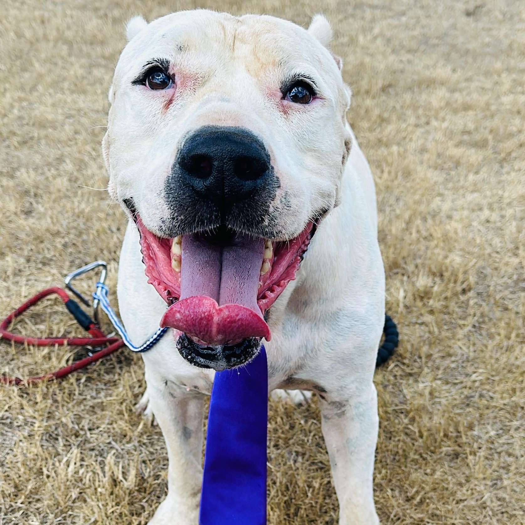 Dutch, Adoptable, Adult Male American Bulldog & American Staffordshire Terrier.