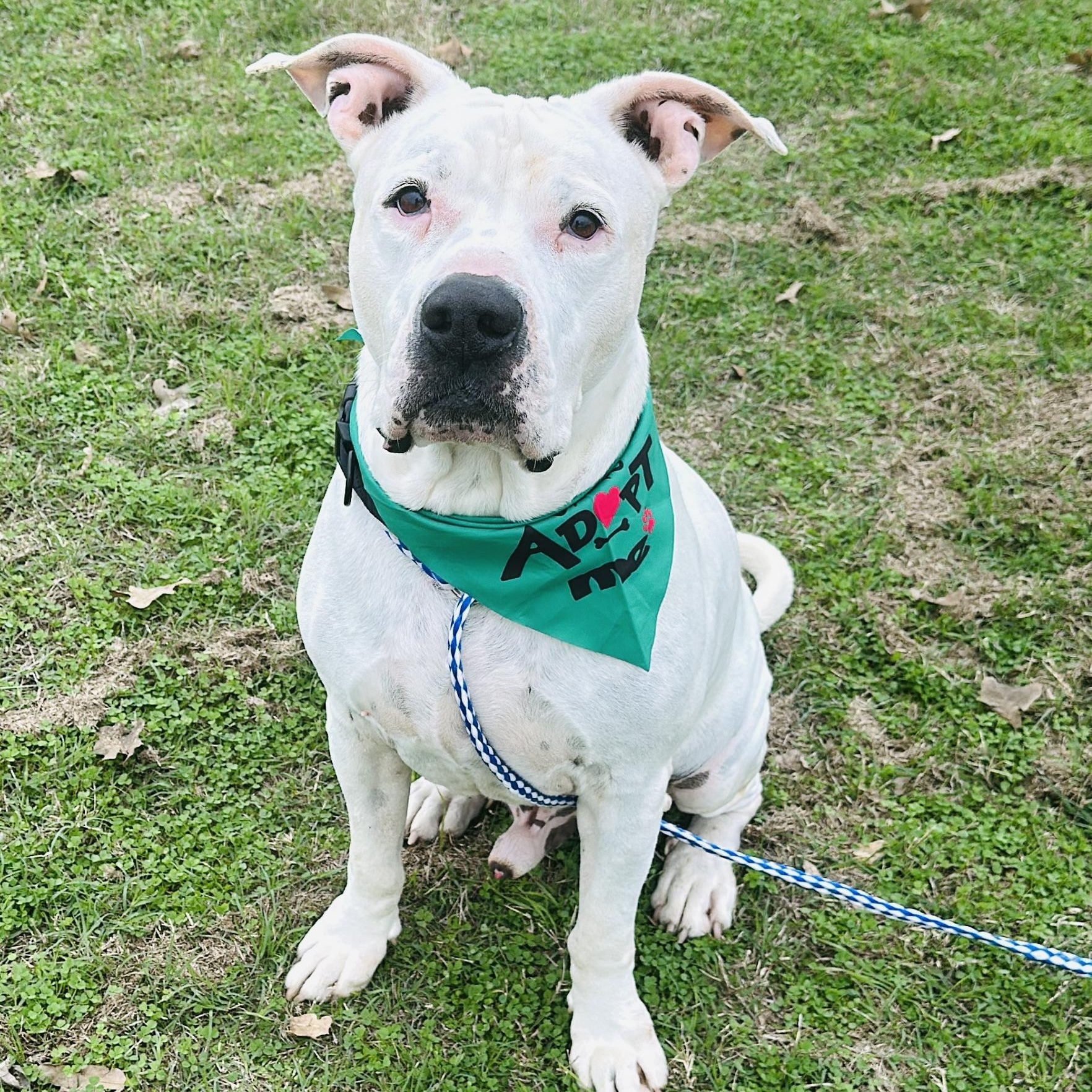 Enlarge Dutch, a Adoptable mixed breed in Gonzales, TX image 1/6