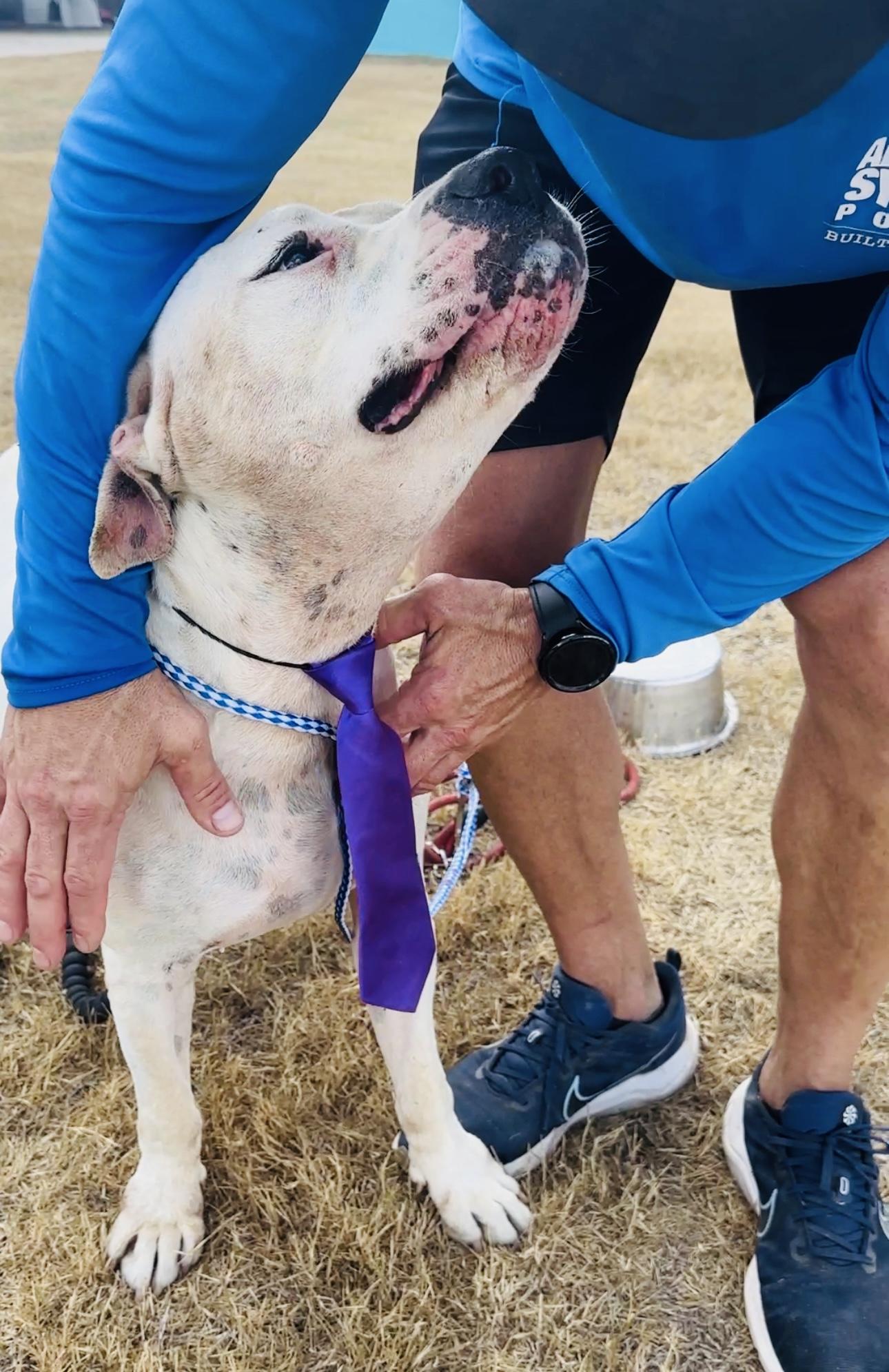 Enlarge Dutch, a Adoptable mixed breed in Gonzales, TX image 2/6