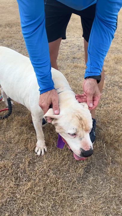 Enlarge Dutch, a Adoptable mixed breed in Gonzales, TX video 6/6