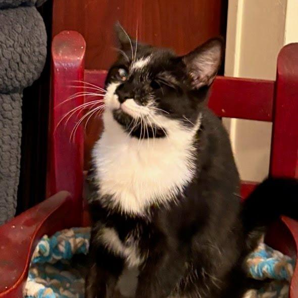 Enlarge Evie, a Adoptable Domestic Short Hair in Newport News, VA image 2/2